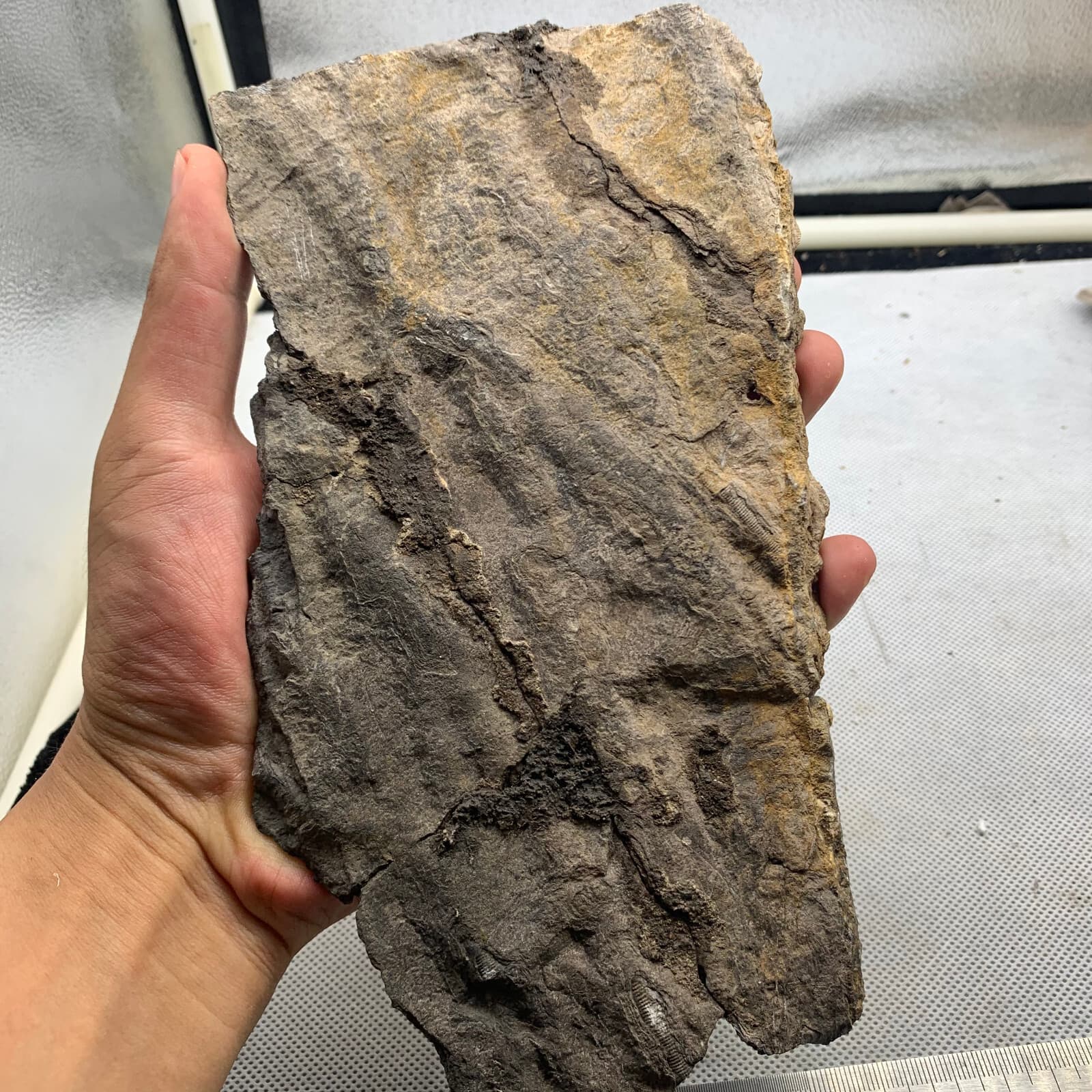 350 grams of fossils of crinoid from the Guanling Biota in Guizhou 6