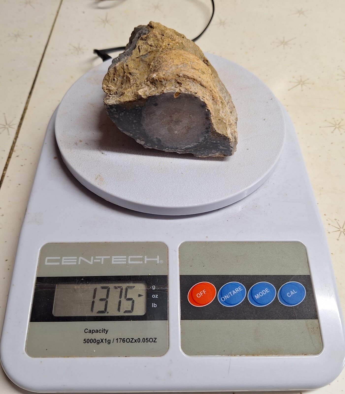 Large Fossil Horn Coral Devonian age Lake Huron Michigan - Cut And Polished Face 3