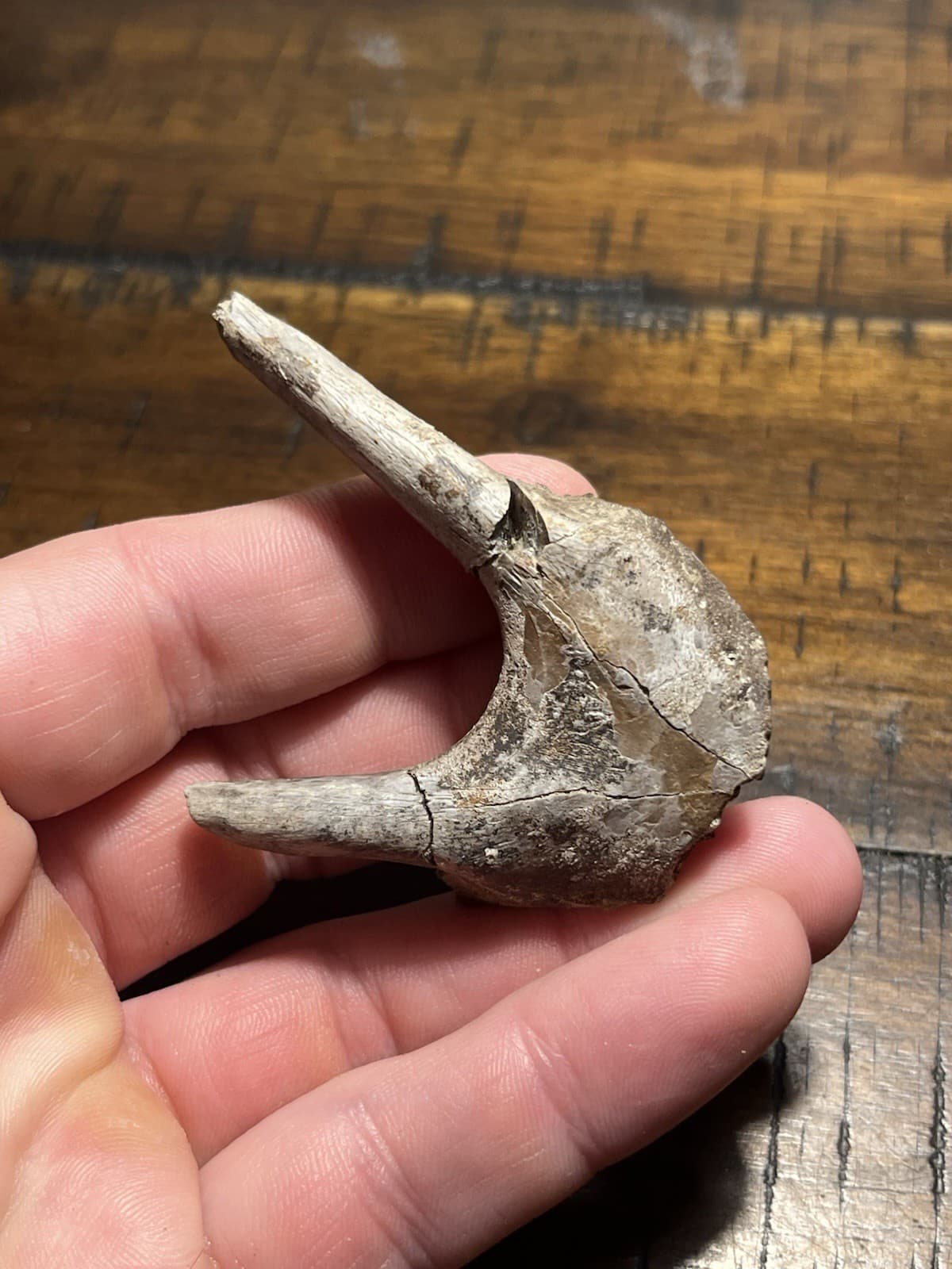 Rare Turtle Lower Jaw Dinosaur Age Fossil Hell Creek Formation SD