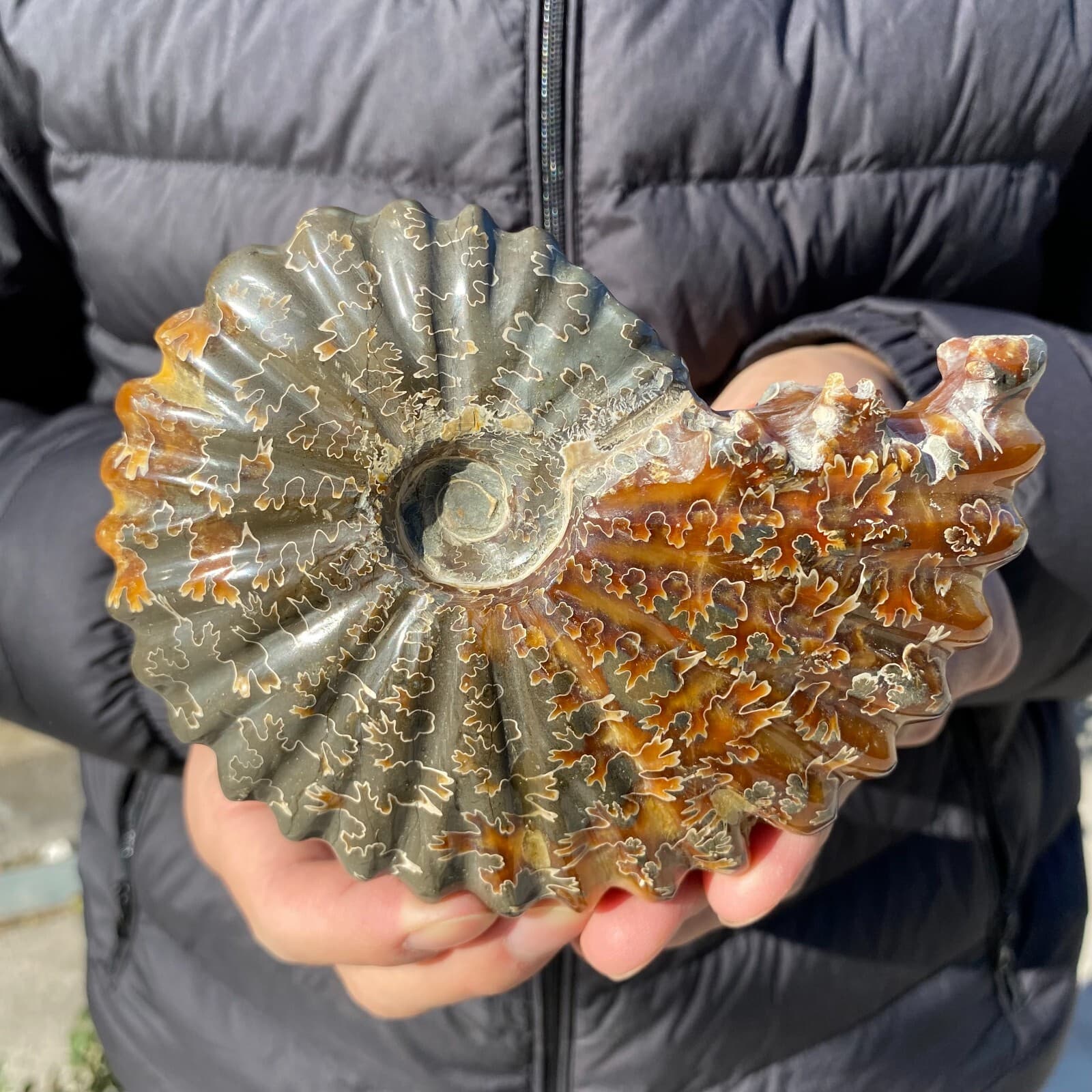 500g Natural Beautiful Ammonite Fossil Conch Crystal Specimen Healing 2