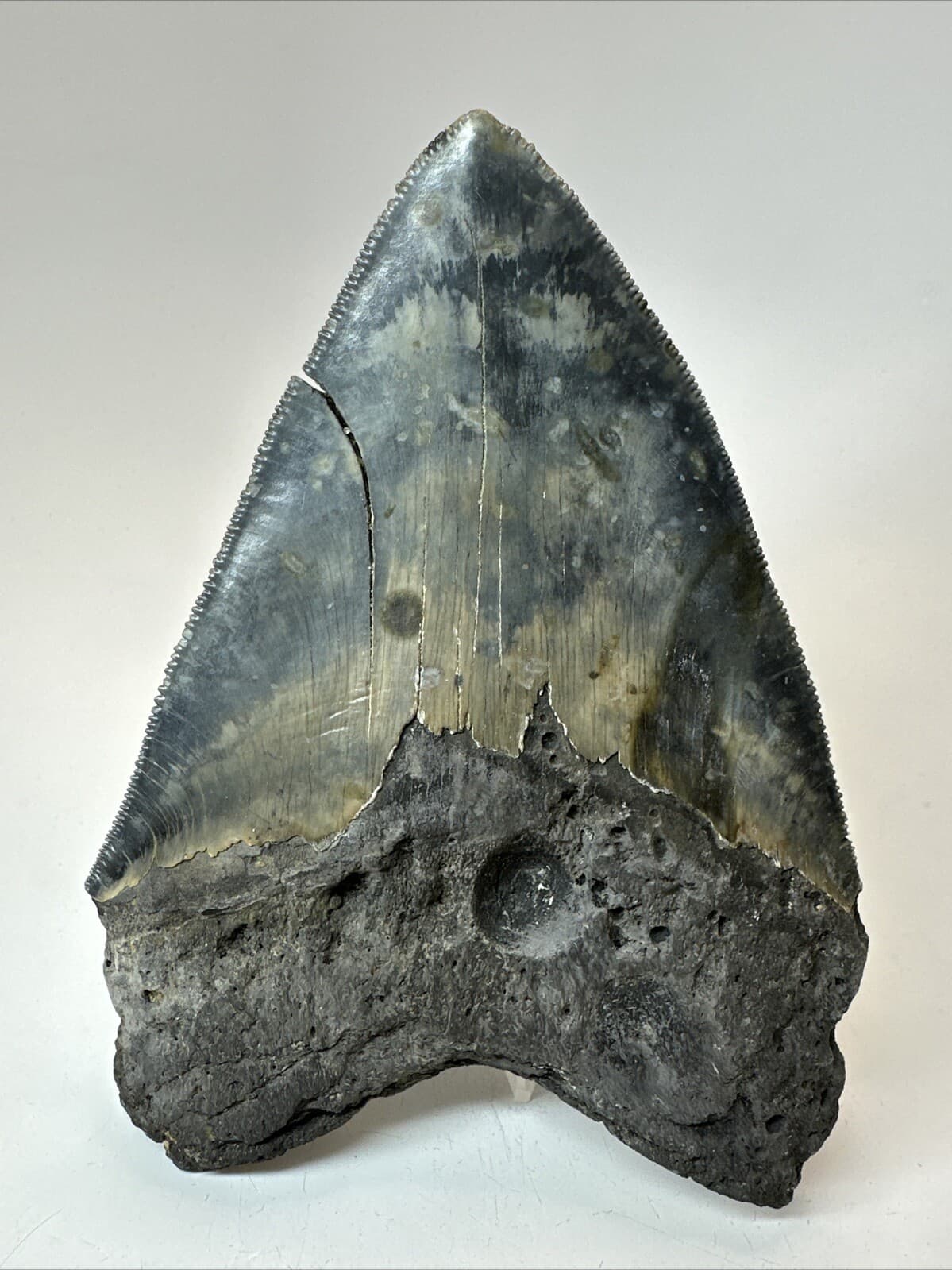 Megalodon Shark Tooth 5.50 inch - Unique - Serrated Fossil - Authentic 18628 4