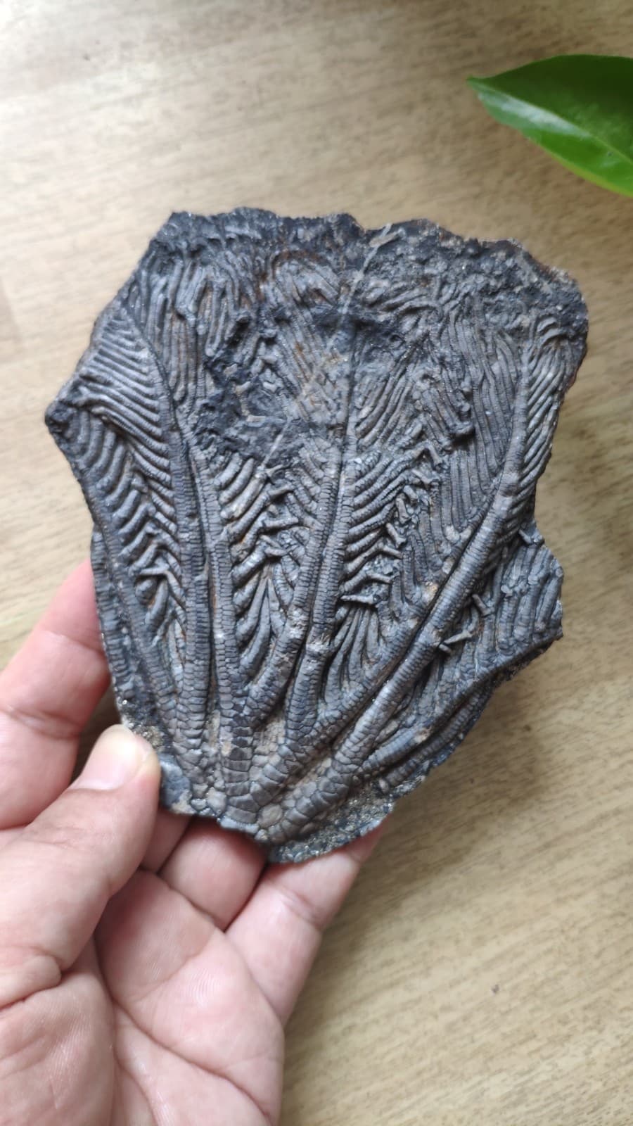240g Triassic Natural crinoid specimen Geologic rock