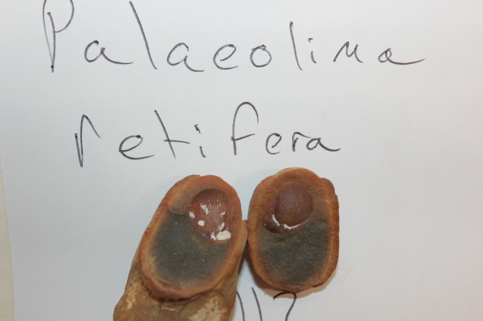 Mazon Creek Fossil Palaeolima retifera Fossils. Lot X44 2