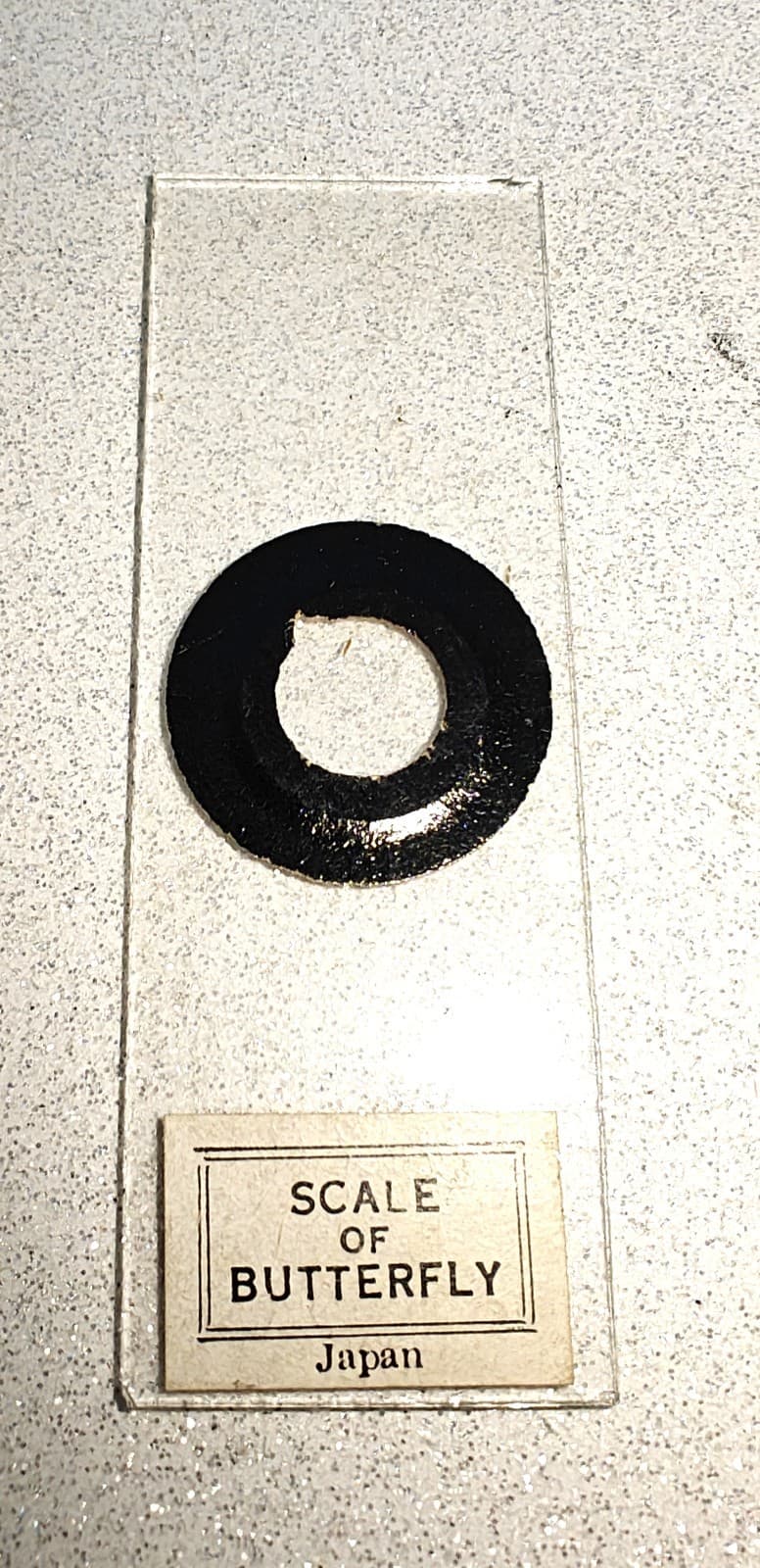 Antique Bausch & Lomb Early 19th Century Brass Junior Telescope W/ Slides.  5