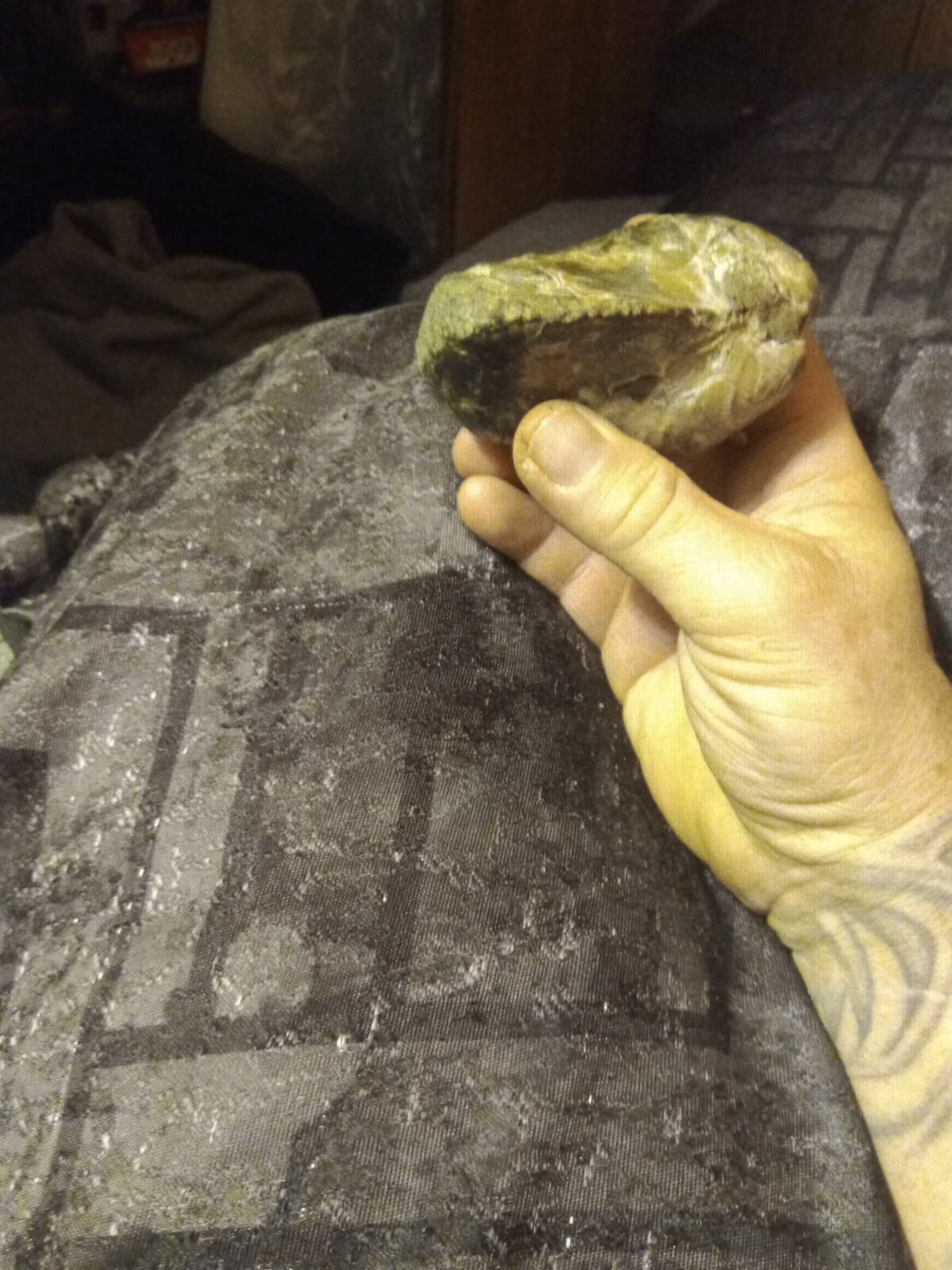 Clam Or Oyster Fossils 5