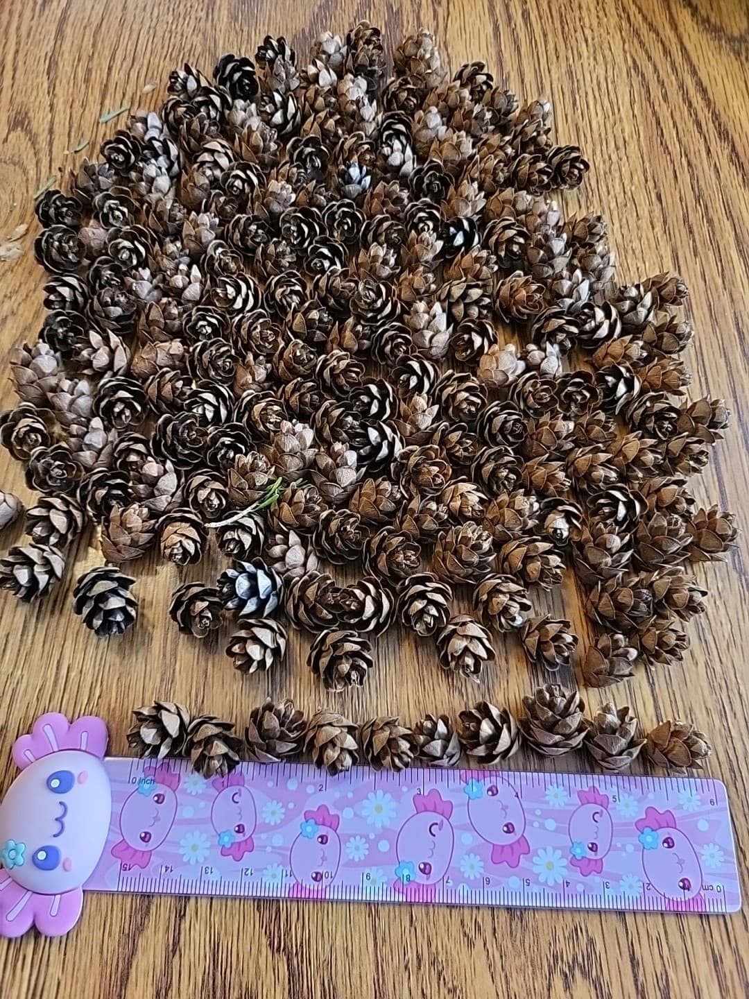 Miniature Hemlock Pine Cones Handpicked 200 Pieces, Sizes Vary All Minis