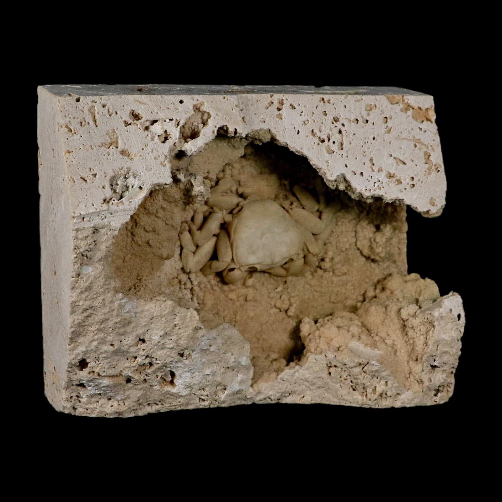 2.2" Potaman Sp Fossil Freshwater Crab In Travertine Denizli Basin Southwest 5
