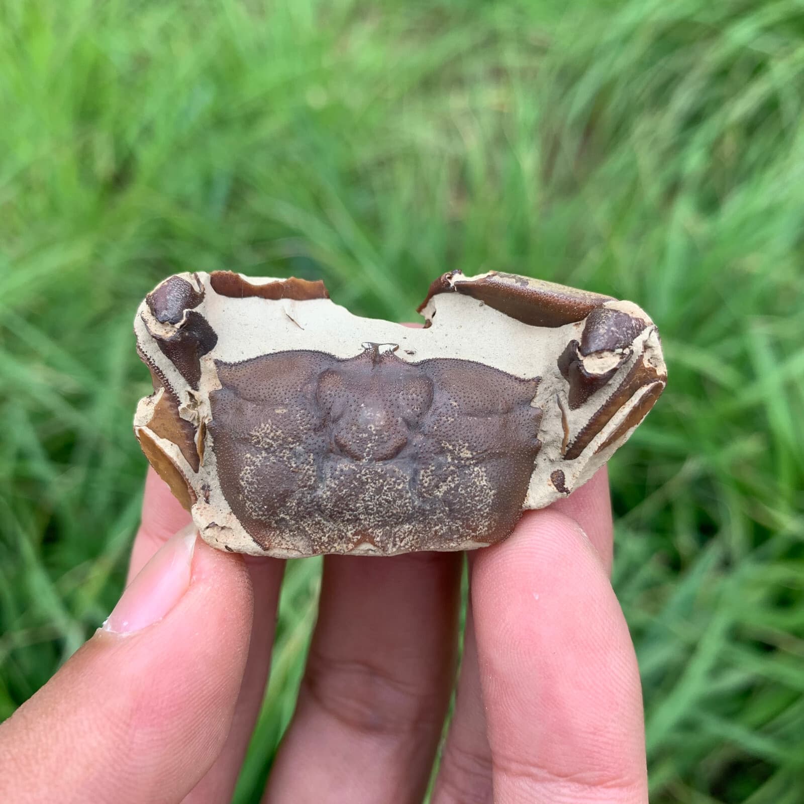 Jurassic Period Perfect Crab Fossil Dinosaur Age 84