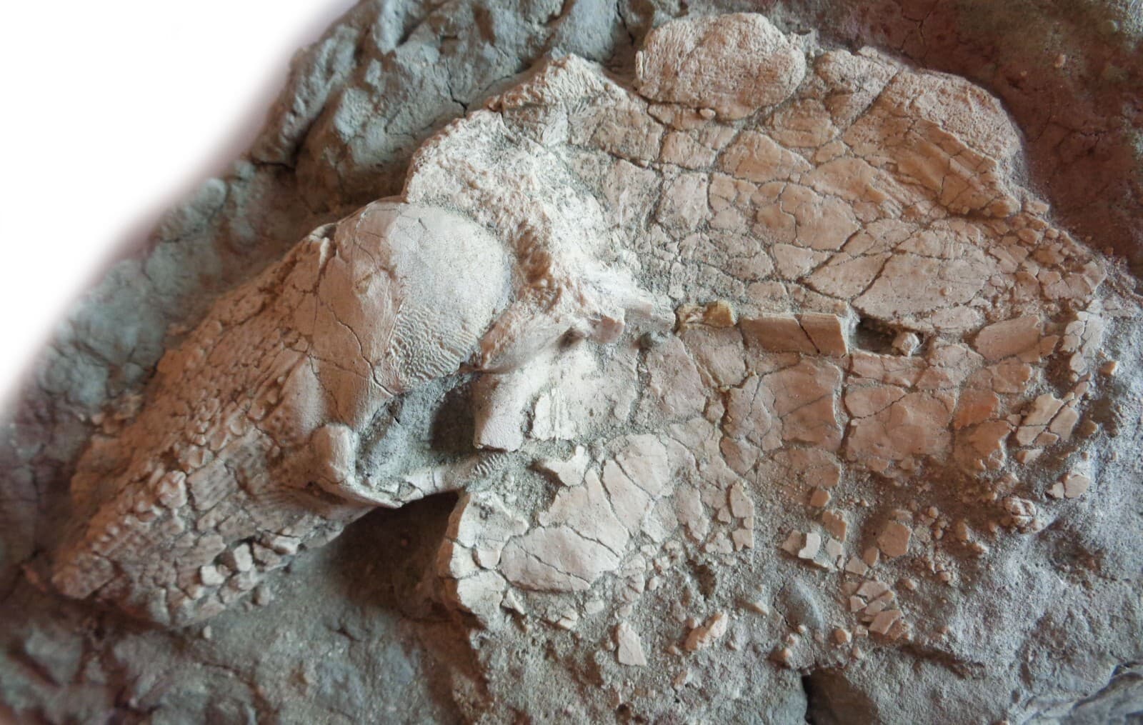 Fossil fish BOTHRIOLEPIS, shoulder, Devonian, 420-360 ma, S-Petersburg, Russia 2