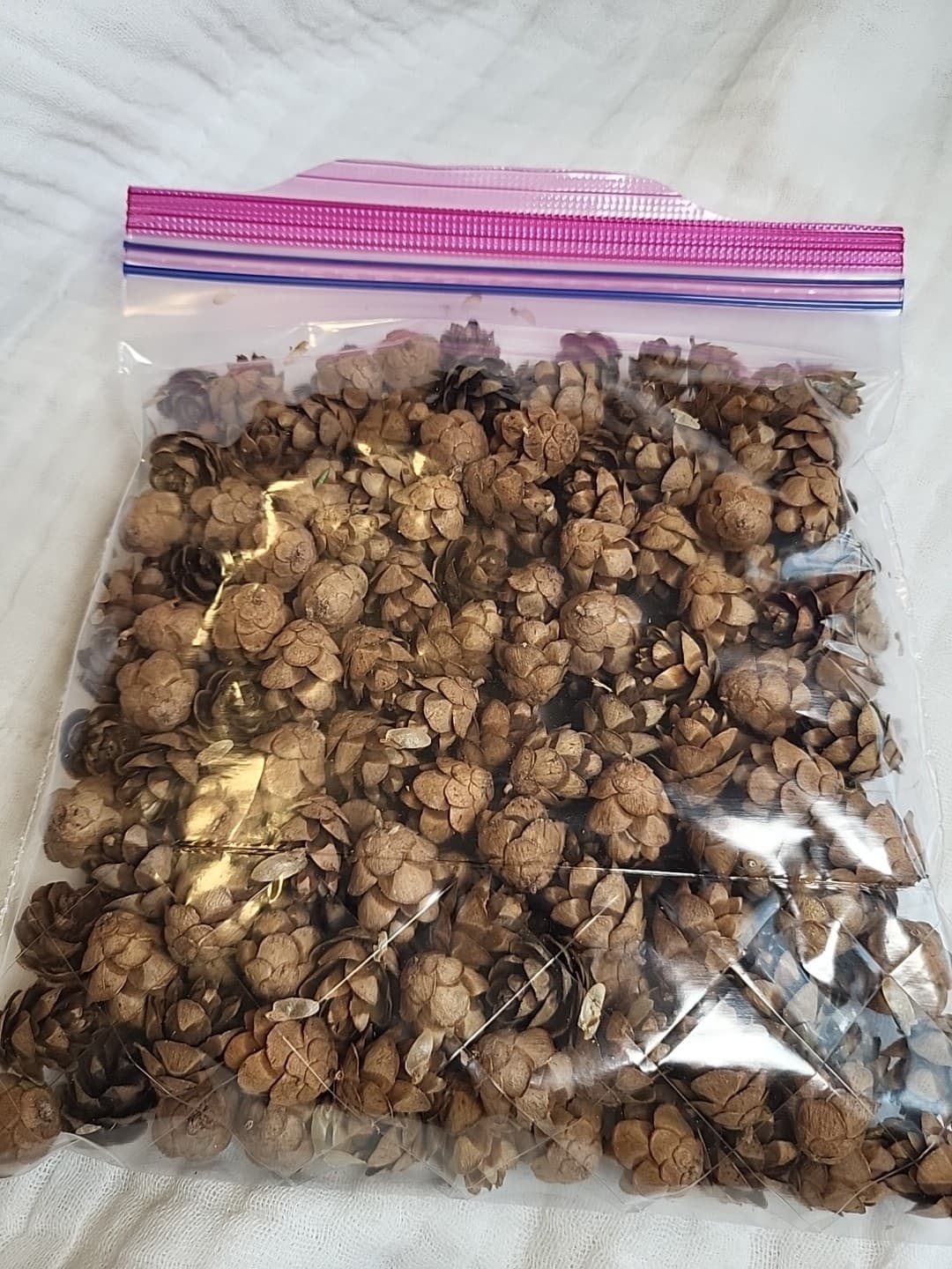Miniature Hemlock Pine Cones Handpicked 200 Pieces, Sizes Vary All Minis 5