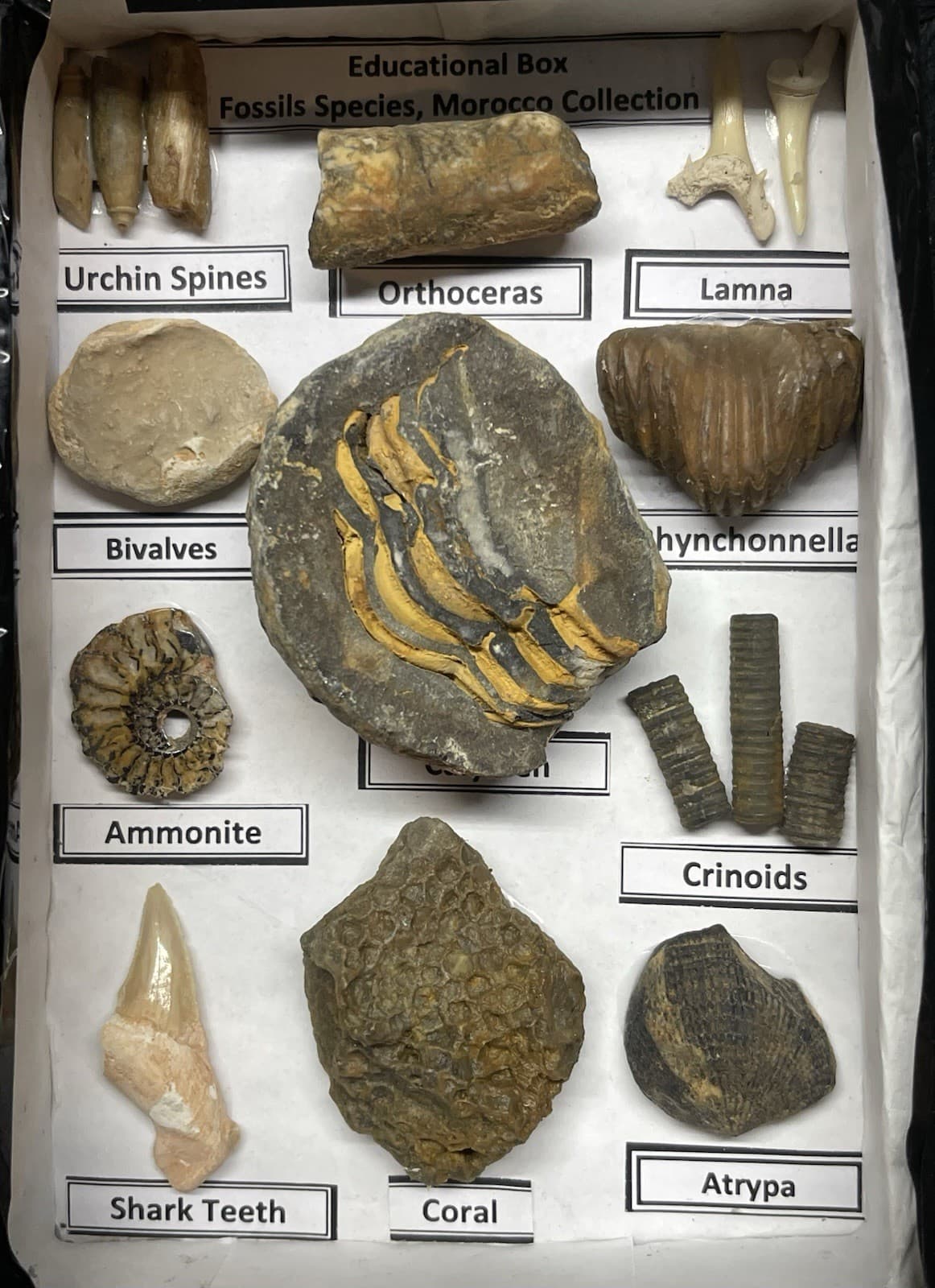 Moroccan Fossil Educational Boxes 2