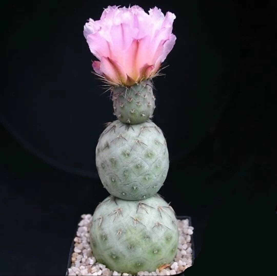 Three balls Tephrocactus geometricus with fewroots cactus Succulent Home Bonsai 4