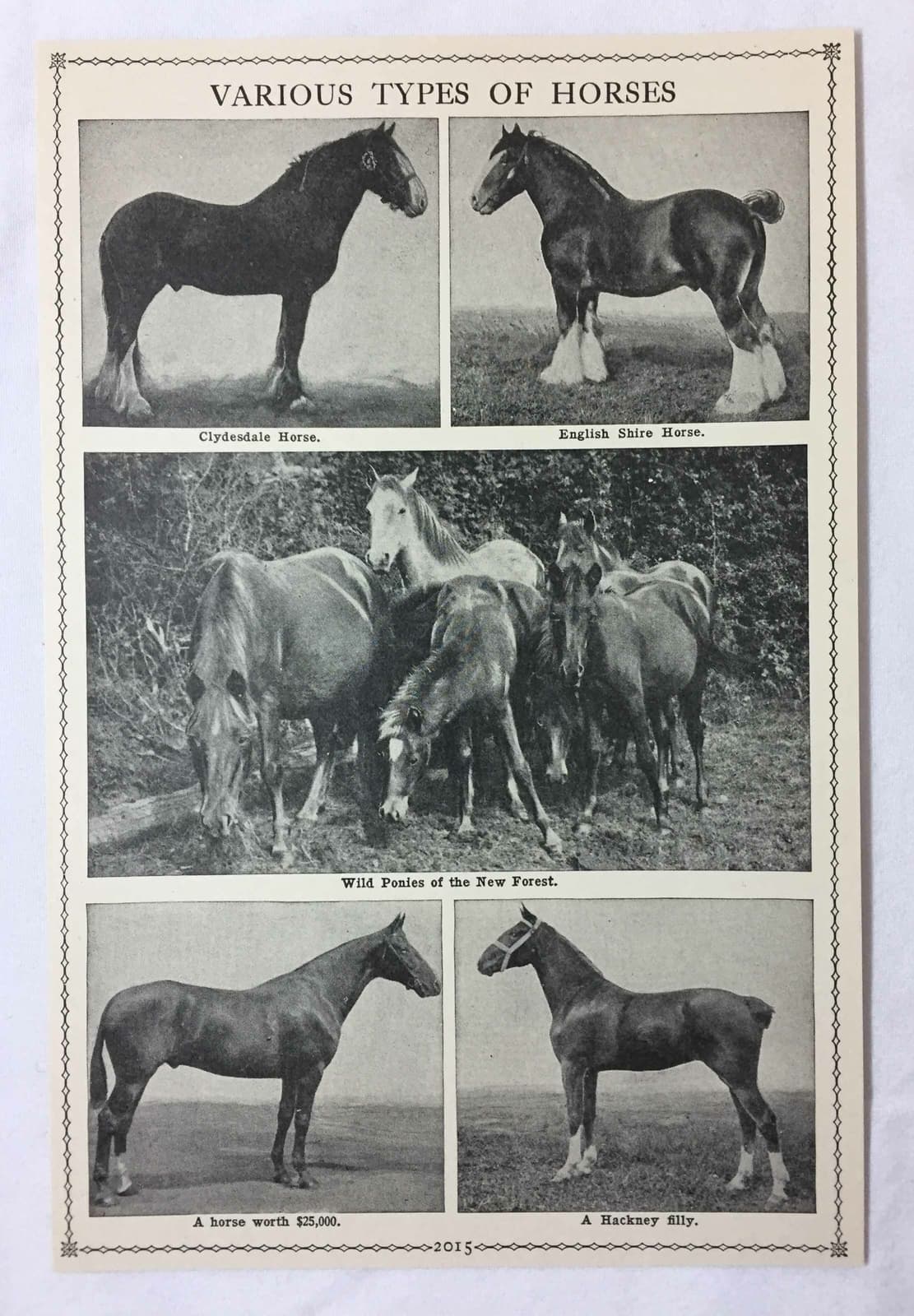 1927 book leaf print ~ VARIOUS TYPES OF HORSES