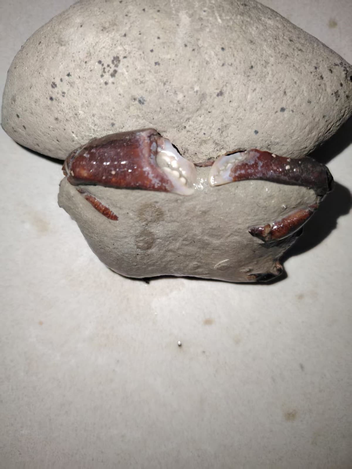 Cretaceous natural crab fossils. Paleontological specimens 3