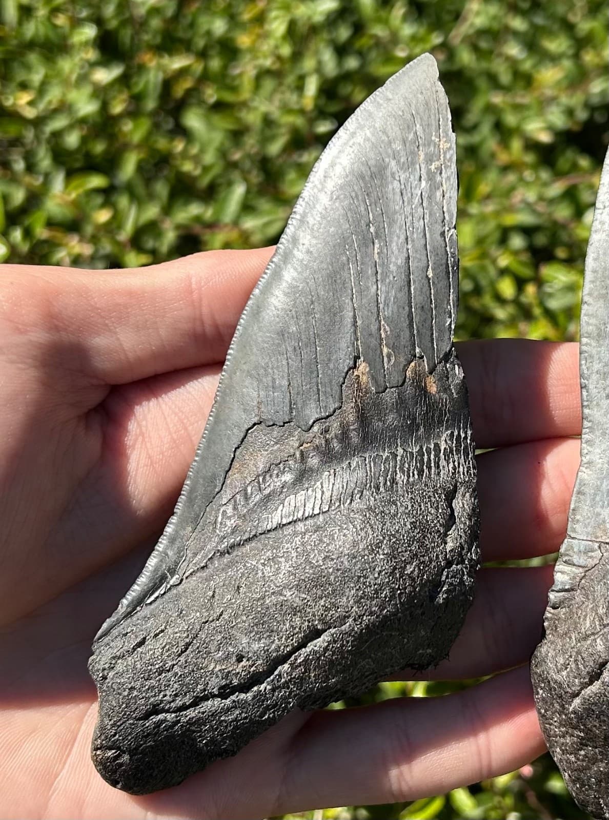 BIG Fossil Megalodon Sharks Teeth LOT 5.08” 4.93” South Carolina Shark Tooth 2