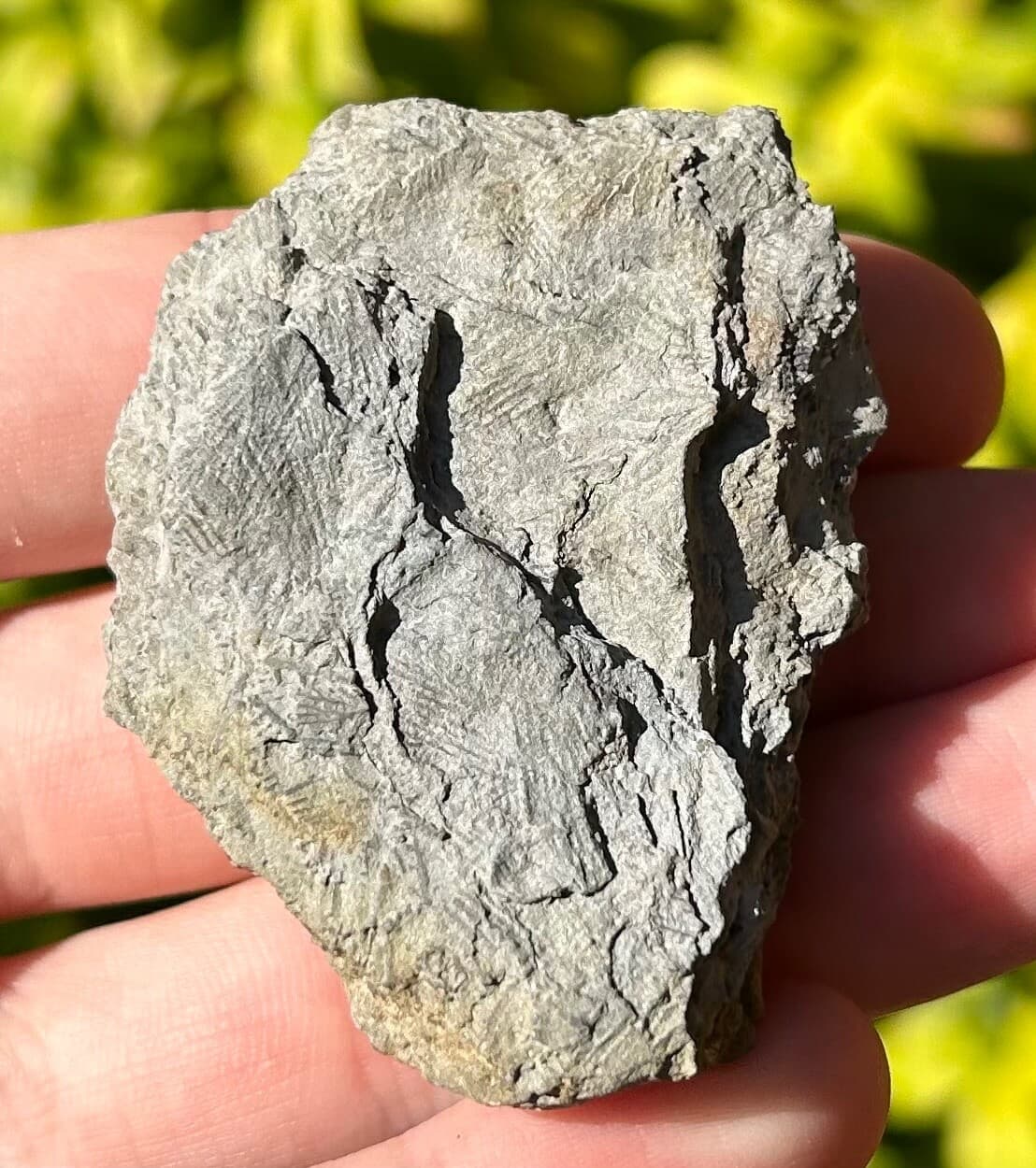 NICE Fossil Crinoid Barycrinus rhombiferous Edwardsville Formation Indiana 6