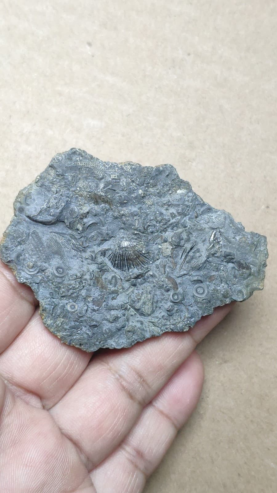 27g bryozoan Marine organisms Crinoid stem Shell specimen from Cambrian Period 3