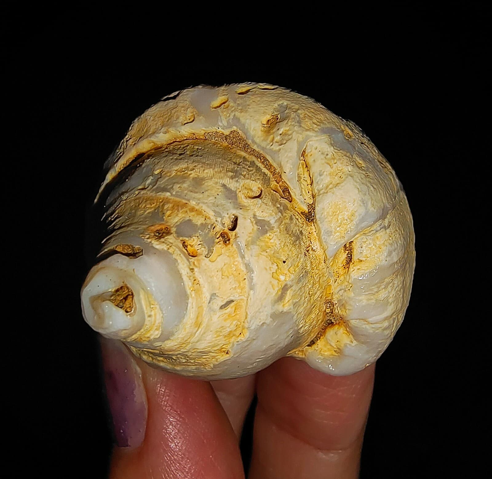 SEA SHELL FOSSIL, GASTROPODA FASCIOLARIDAE, FROM JAVA, INDONESIA, 66MM 5