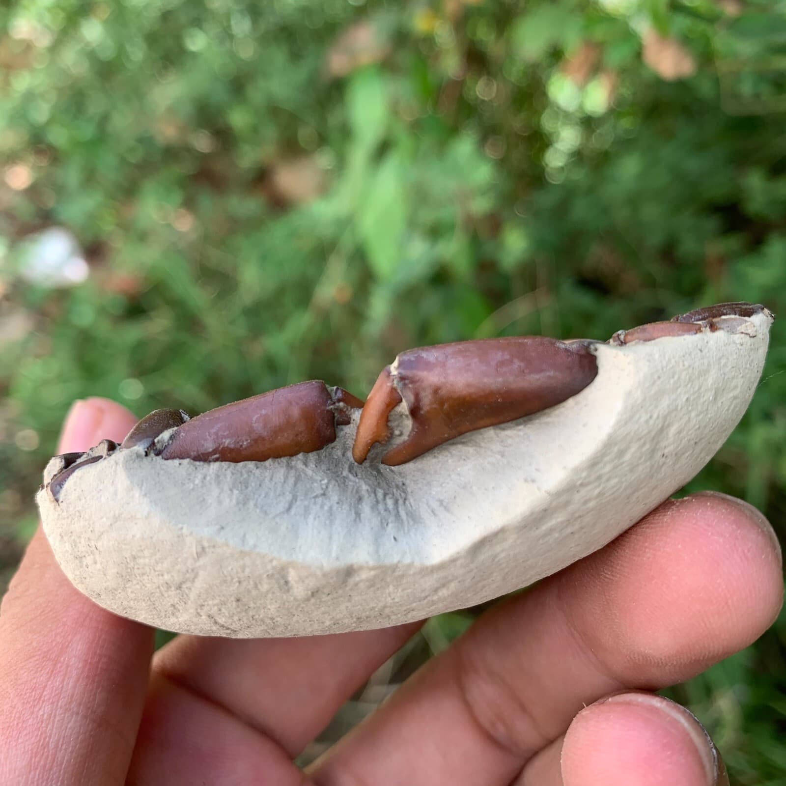 Jurassic Period Perfect Crab Fossil Dinosaur Age 4