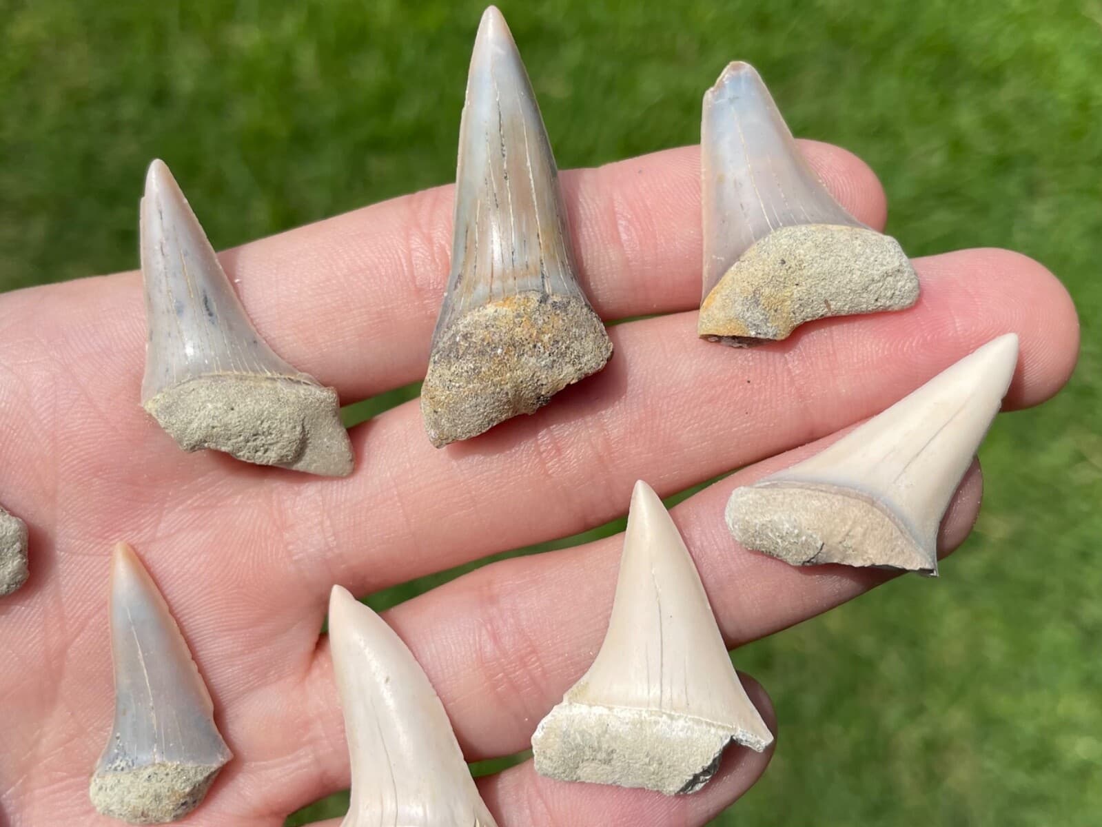Bakersfield Fossil Mako Sharks Teeth ONE PER PURCHASE California Megalodon Age 2
