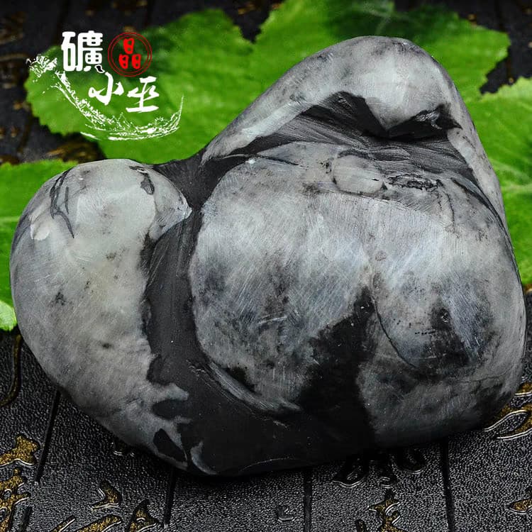 RARE prehistoric Jurassic Period invertebrate Stringocephalus fossil