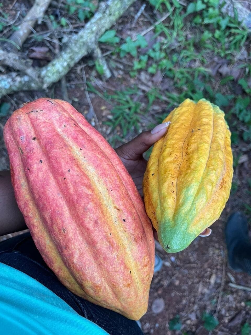 100% NATURAL COCOA BUTTER PURE ORGANIC RAW UNREFINED FROM THE DOMINICAN REPUBLIC 6