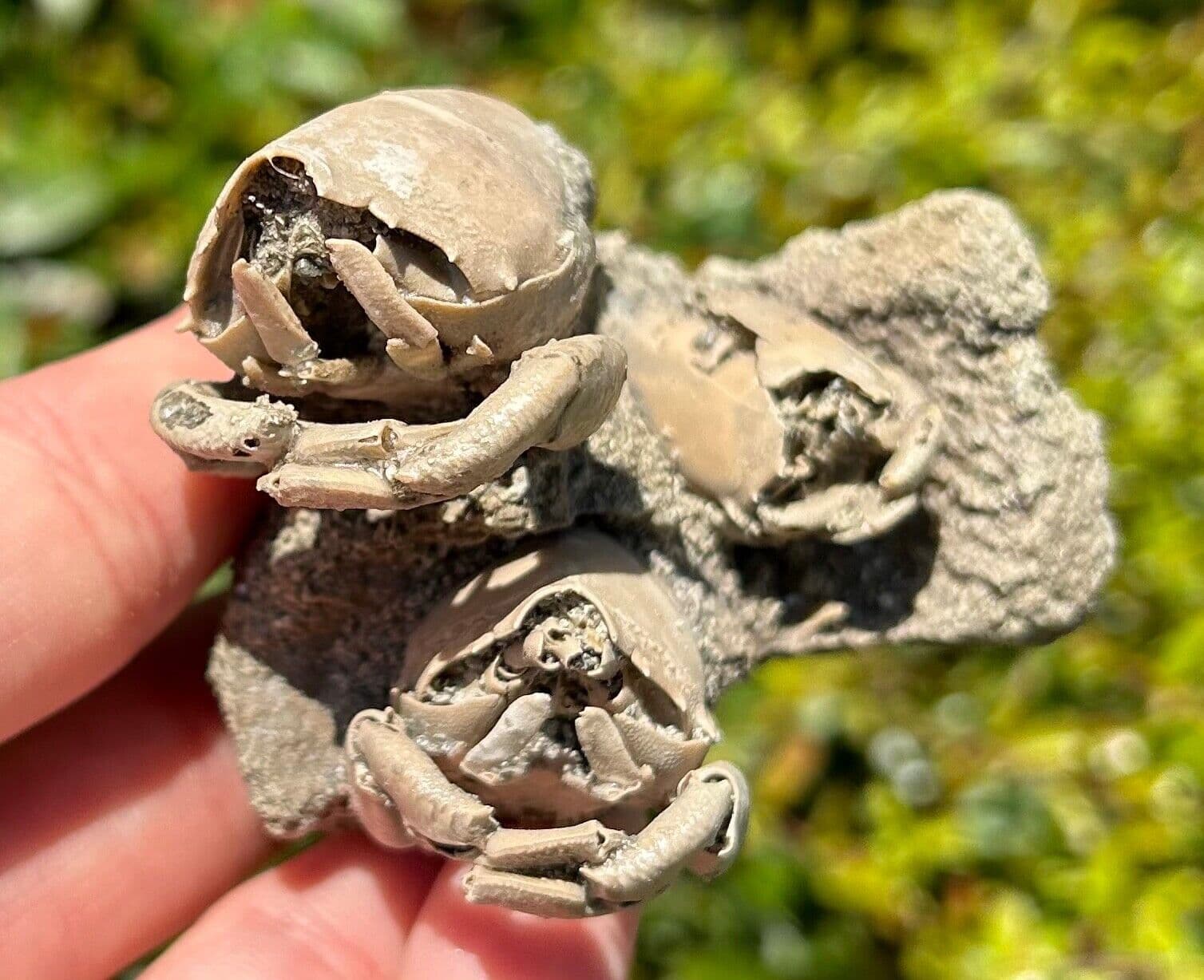 TRIPLE Florida Fossil Crabs in Matrix Ranilia muriceta Pliocene Crustacean Rare 4