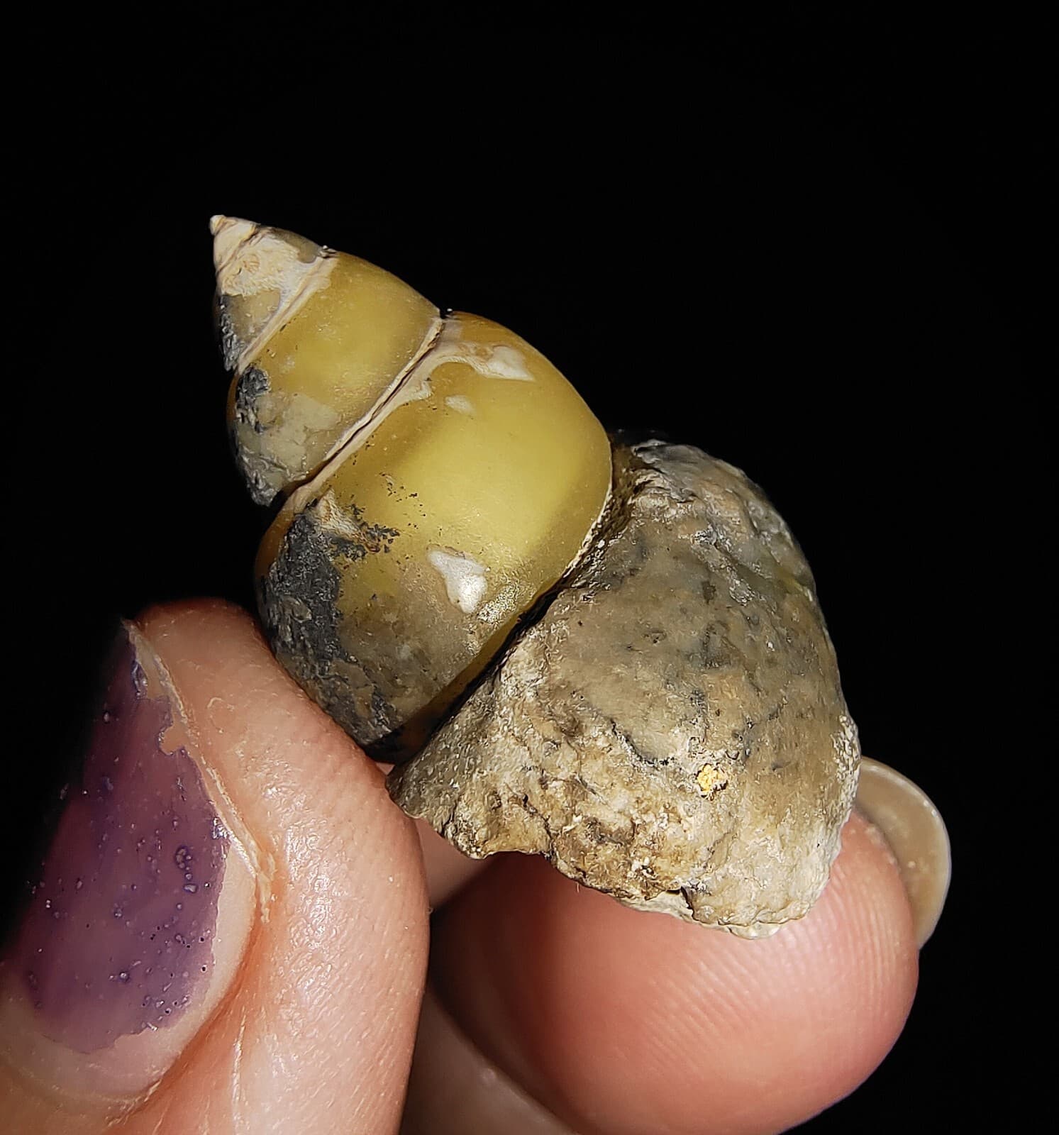 AMAZING AMMONITE! GASTROPOD SEASHELL FOSSIL VIVIPARIDAE FROM INDONESIA 23MM, 006 4