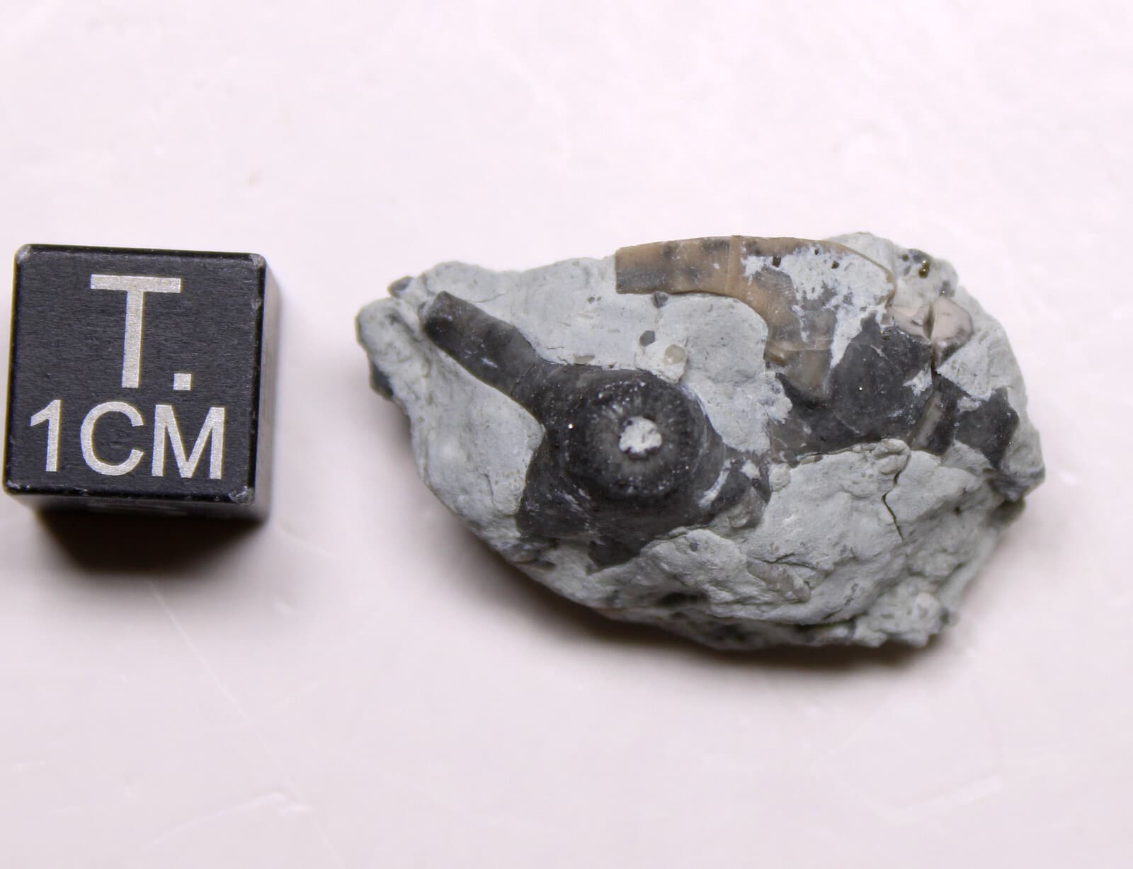 Eucalyptocrinites Crinoid Holdfast Waldron Shale Indiana Silurian Fossil 2