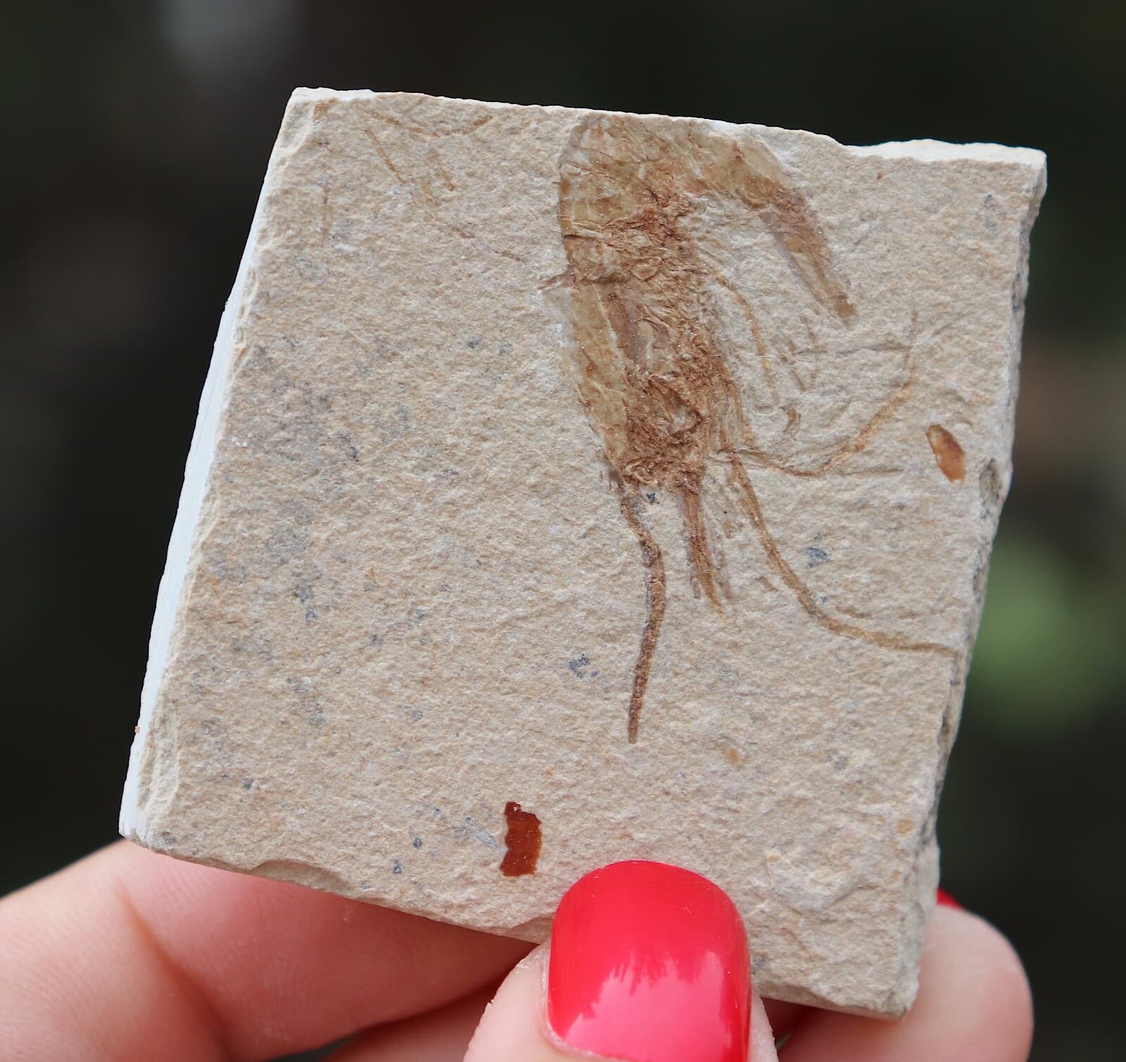 Fossil Shrimp Solnhofen Germany   Jurassic   Well Preserved History   5.5 Cm's 4