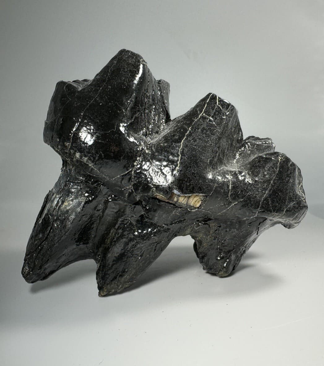 Georgia Mastodon Fossil Tooth/Molar With Partial Root Mammal Fossil Not Mammoth