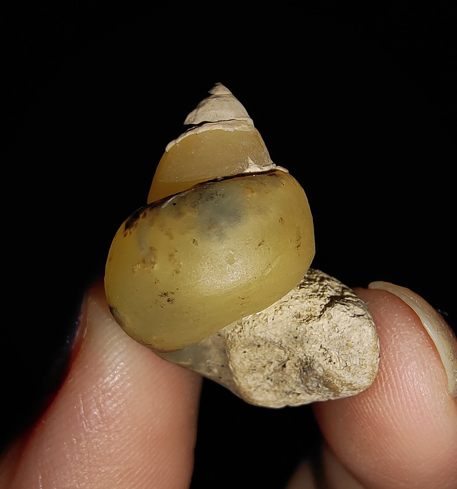 AMAZING AMMONITE! GASTROPOD SEASHELL FOSSIL VIVIPARIDAE FROM INDONESIA 20MM, 001