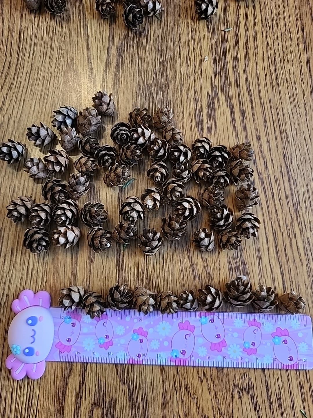 Miniature Hemlock Pine Cones Handpicked 200 Pieces, Sizes Vary All Minis 3