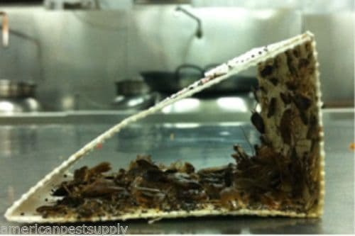 36 Catchmaster Cockroaches Traps 100i Pre-Scented Bug Insect Pheromone Traps