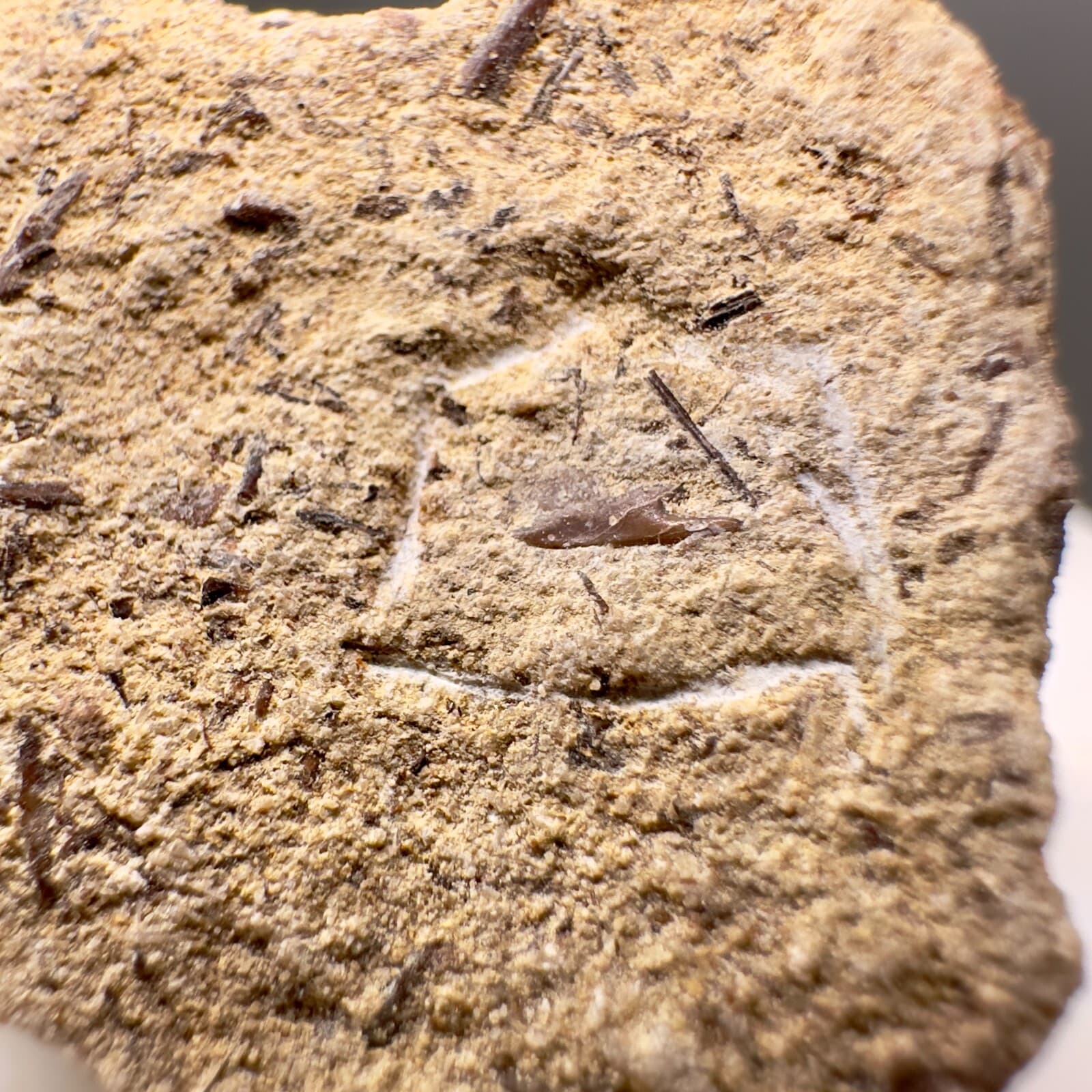 Uncommonly Offered Small Fossil EXTINCT BRAMBLE SHARK Tooth-Cretaceous,Australia 3