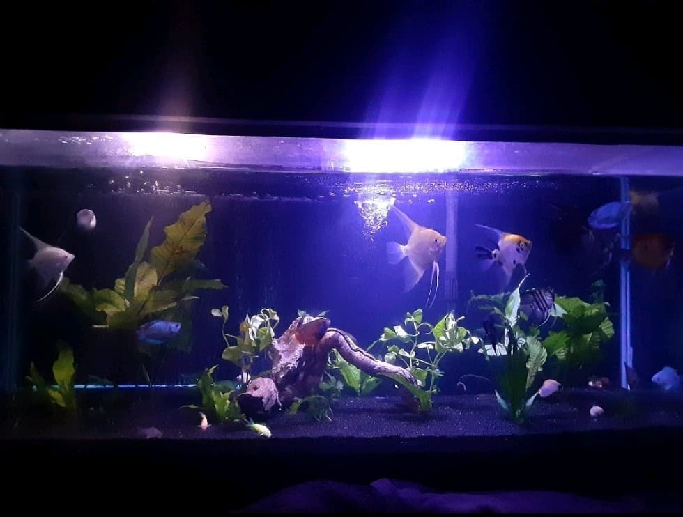 40 Gallon Aquarium For Sale. Tank Comes With  Everything. 2