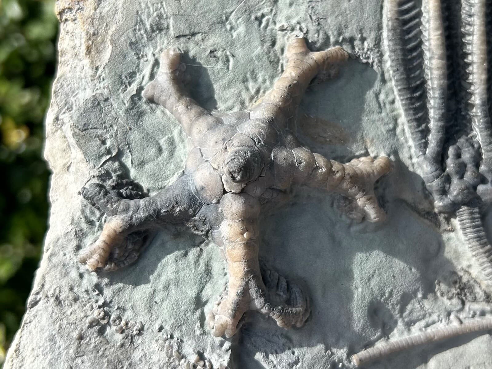 SUPERB Fossil Crinoid Plate Decadocrinus Onychocrinus Indiana Edwardsville Fm 4