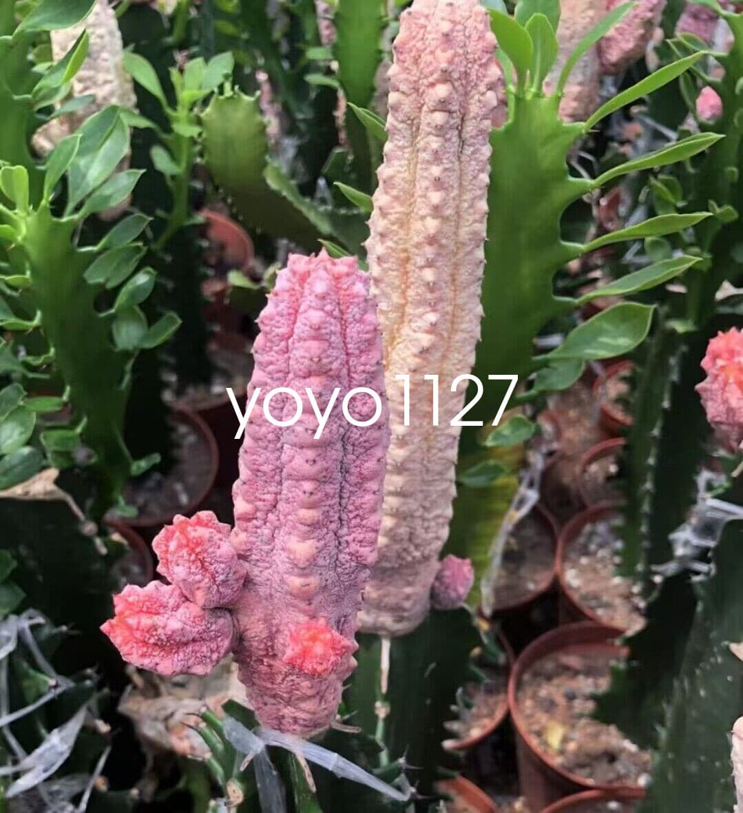 RareSucculent Plant Euphorbia Abdelkuri Variegated Random ( cutting noroot) 3