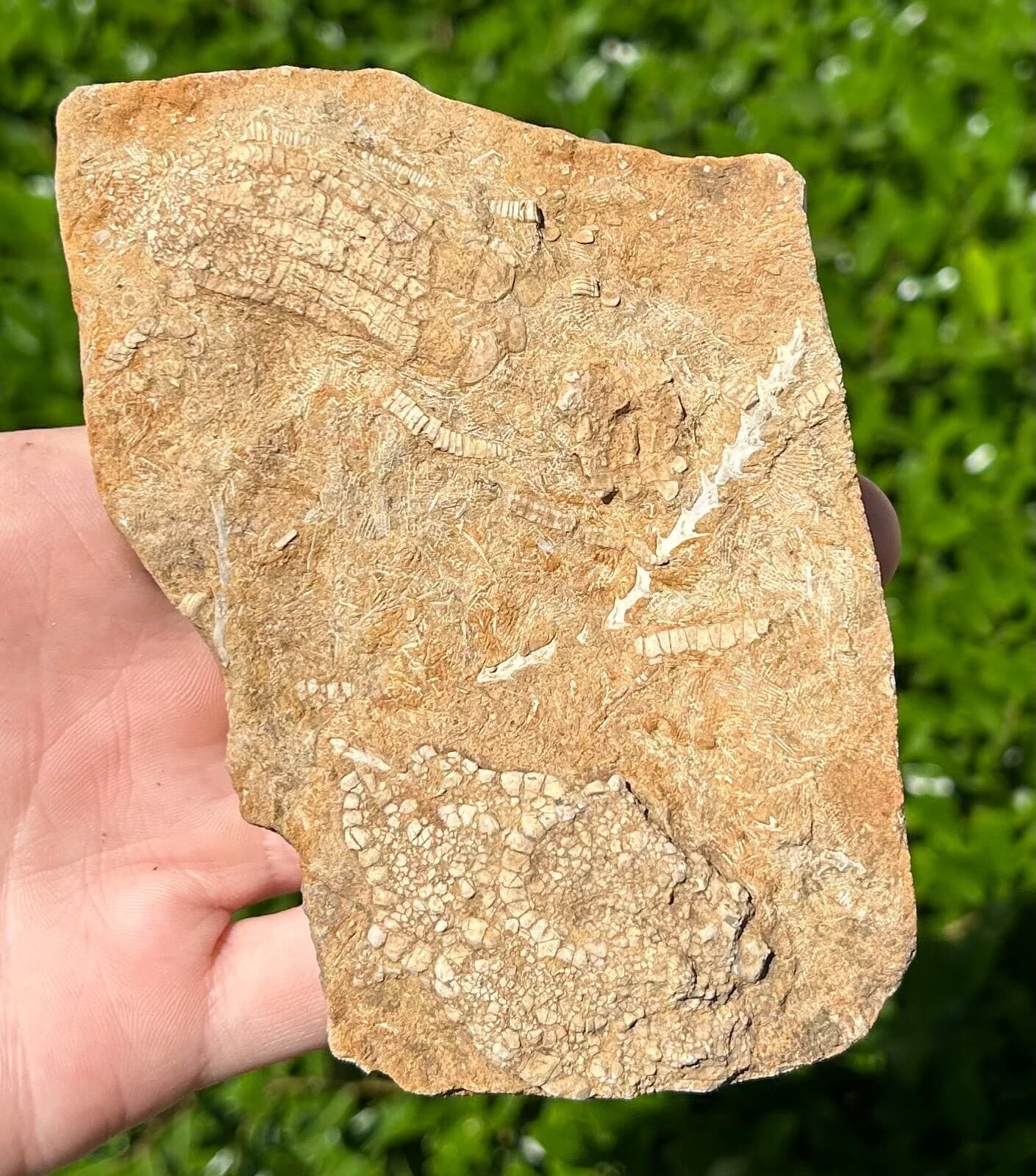 DOUBLE Crinoid Fossils in Matrix Onychocrinus and Phanocrinus Alabama Bangor Fm 3