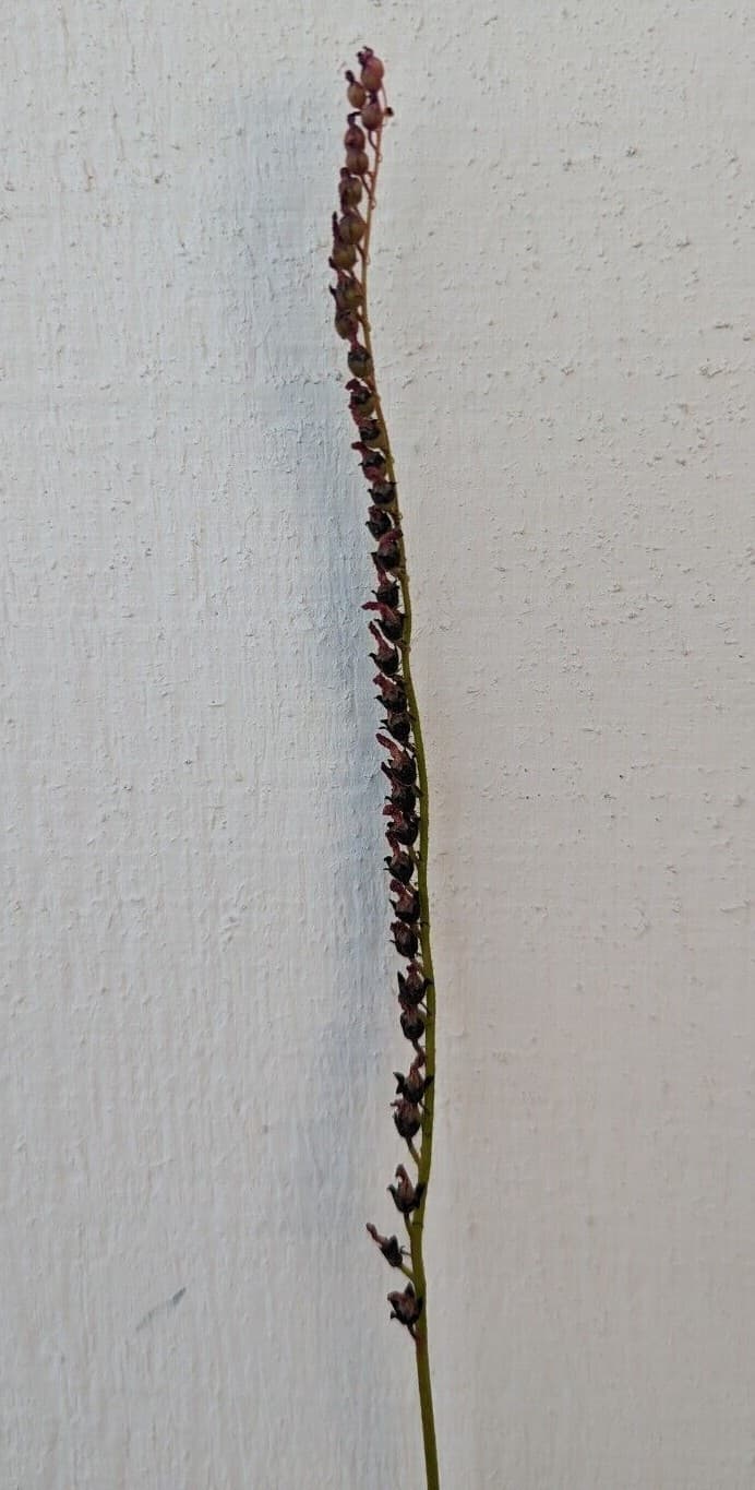 250+ Drosera capensis Cape sundew carnivorous plant seeds! 2