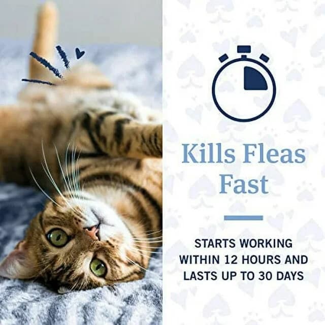 PetArmor Advanced 2 Flea Prevention for Large Cats, 6 Month Supply 5