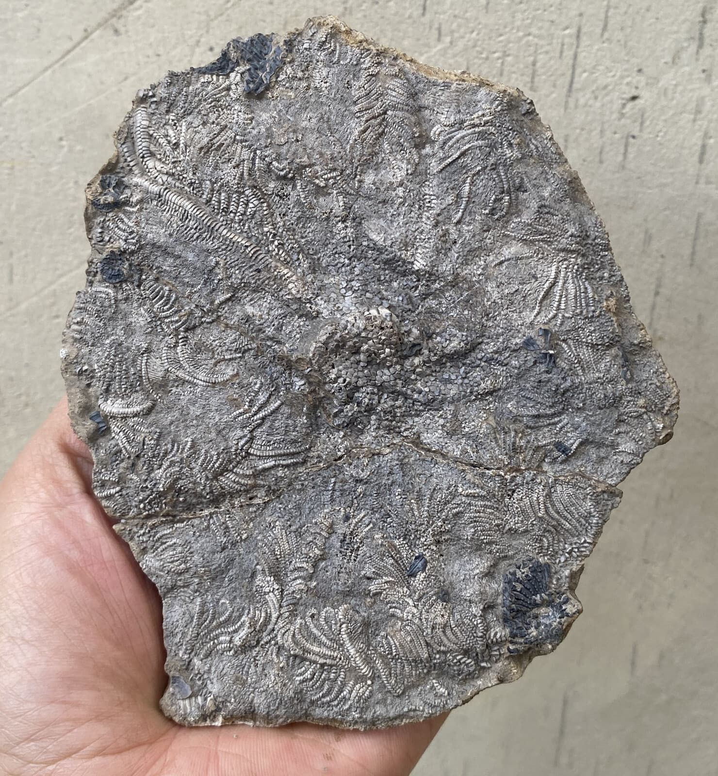 Natural Devonian prehistoric Jurassic biota crinoids Fossils 3