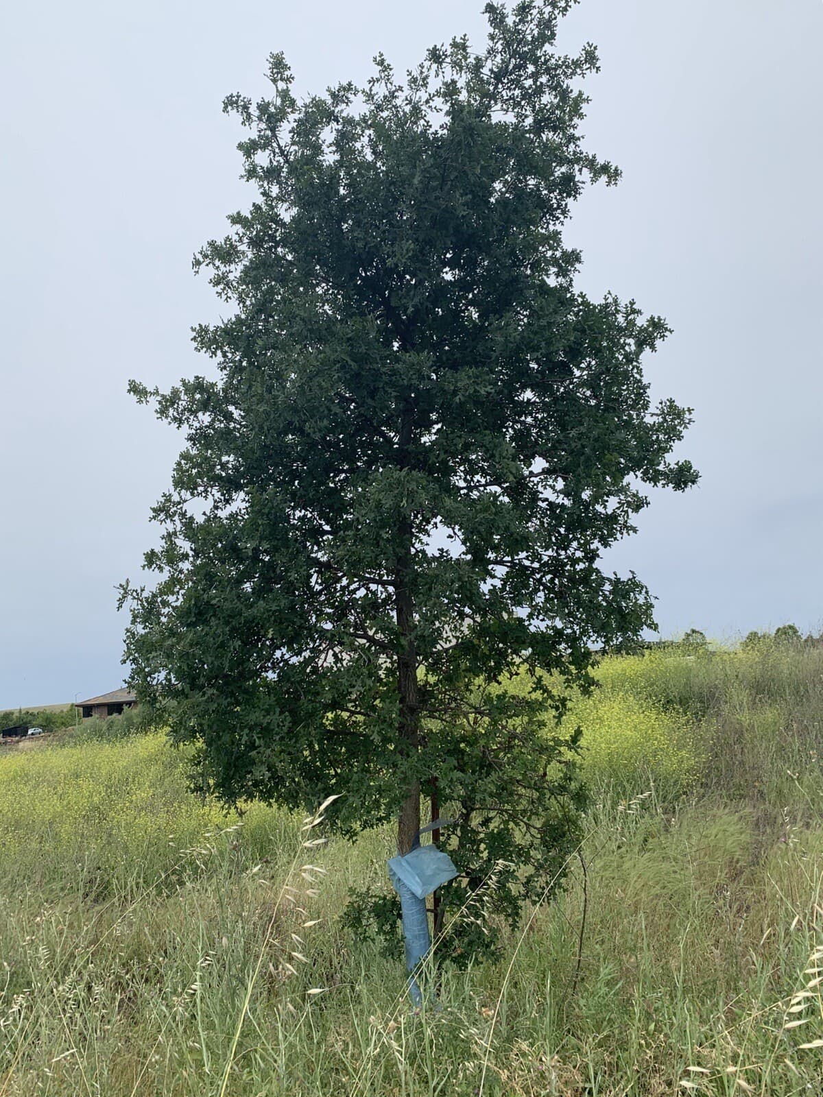Blue-X Grow Tubes, 30” Grow Tube Box Of 50 5