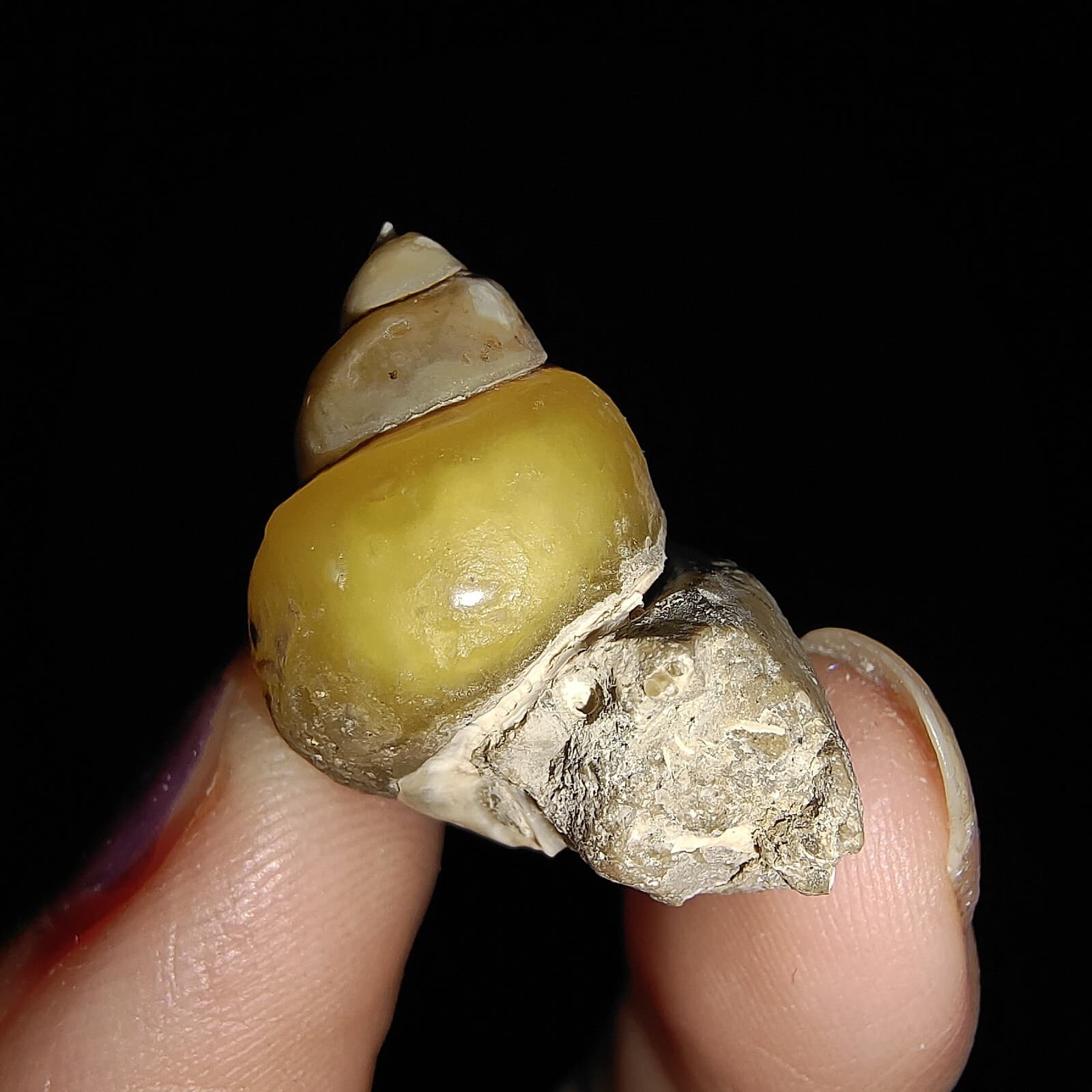 AMAZING AMMONITE! GASTROPOD SEASHELL FOSSIL VIVIPARIDAE FROM INDONESIA 22MM, 003