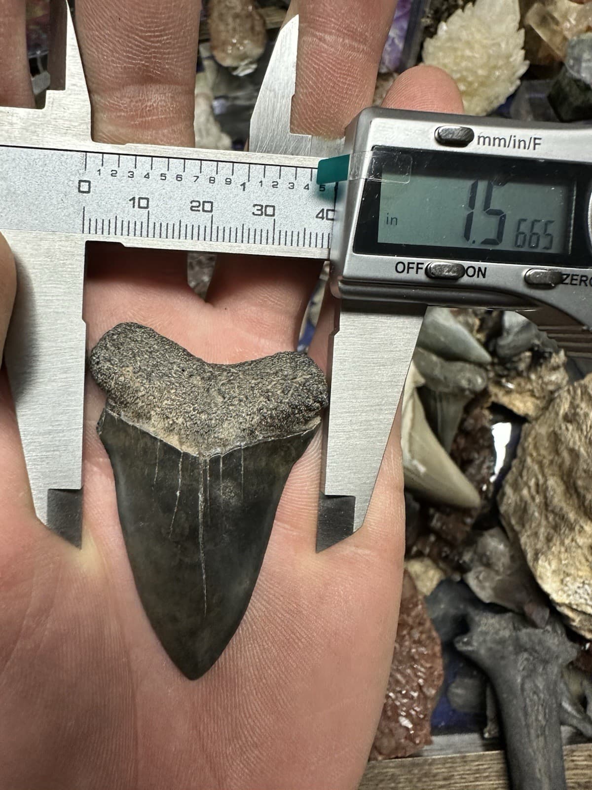 2.3” CARCHARODON MAKO TOOTH HASTALIS MEGALODON ERA South Carolina WHITE SHARK 6