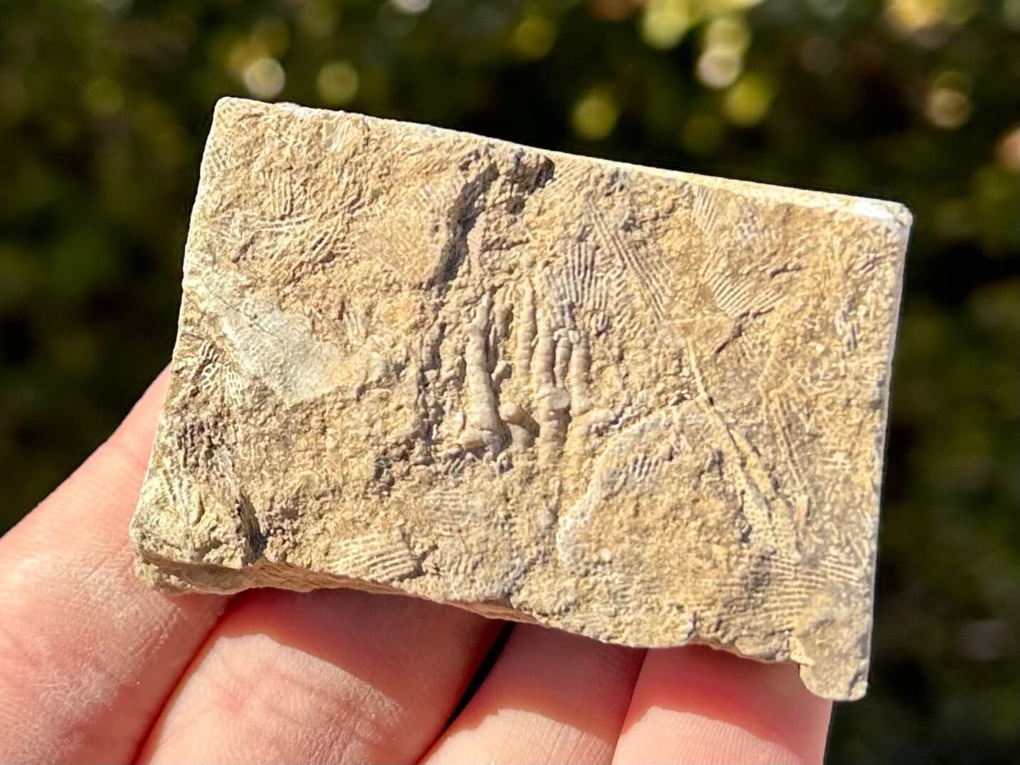 Alabama Fossil Crinoid in Matrix Bangor Limestone Formation Mississippian Age 2