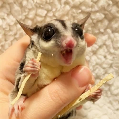 Omega Yums Fish Stick Treat for Sugar Gliders Hamsters Squirrels Rats and More! 5