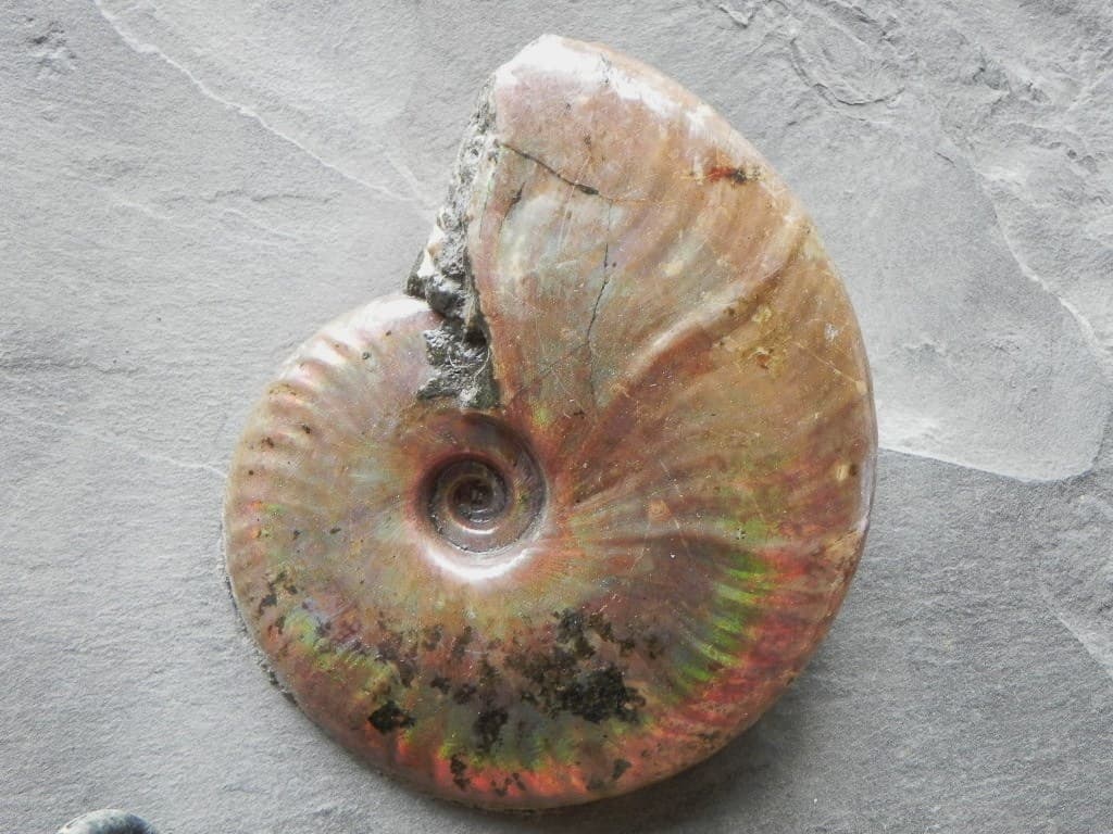 Triassic Fossil Ammonite Plate: Exquisite Piece 2