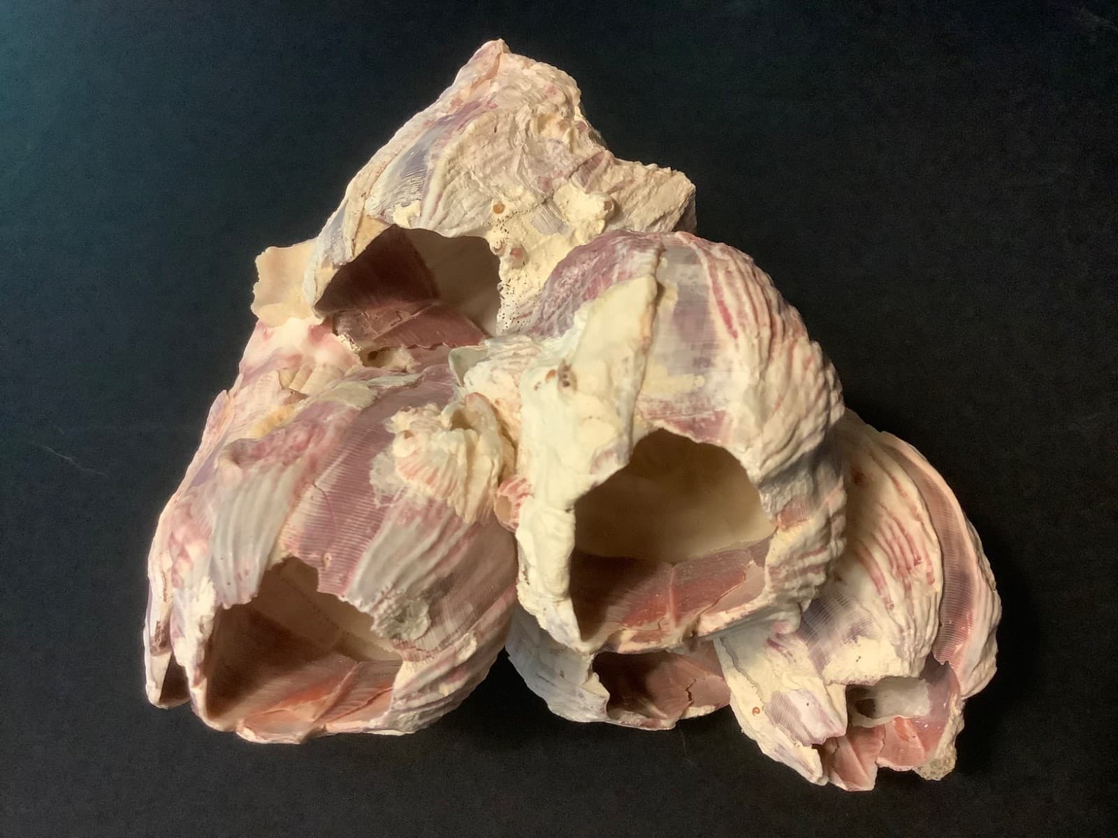 GENUINE NATURAL PURPLE & PINK BARNACLE CLUSTER 5-1/2” X 5-1/2” X 3-3/4”  #2 2