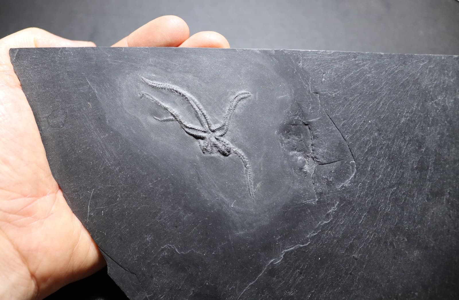 Killer Urasterella asperulu Devonian Starfish from Bundenbach. Germany 2